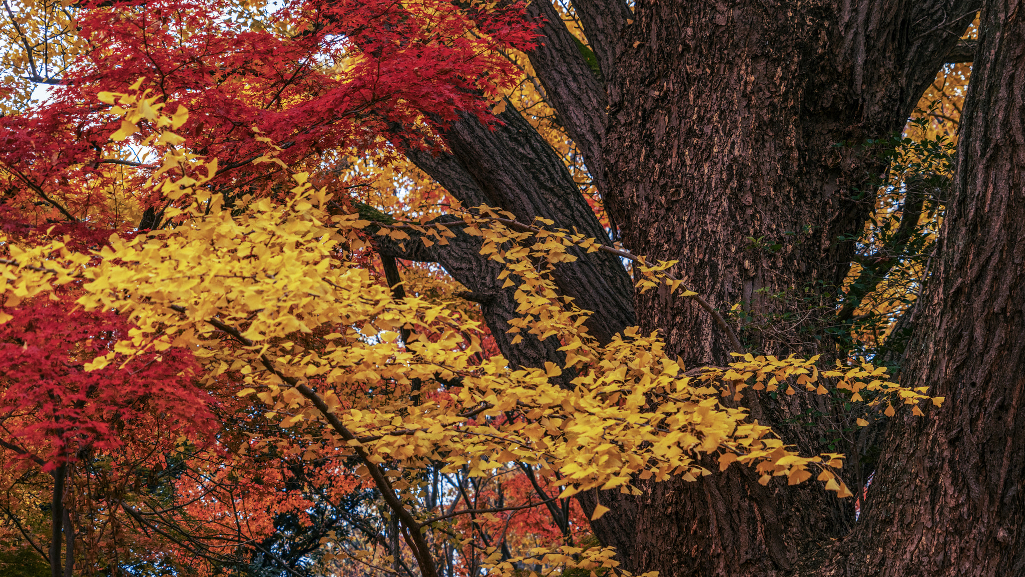 Handy-Wallpaper Herbst, Baum, Farben, Erde/natur kostenlos herunterladen.