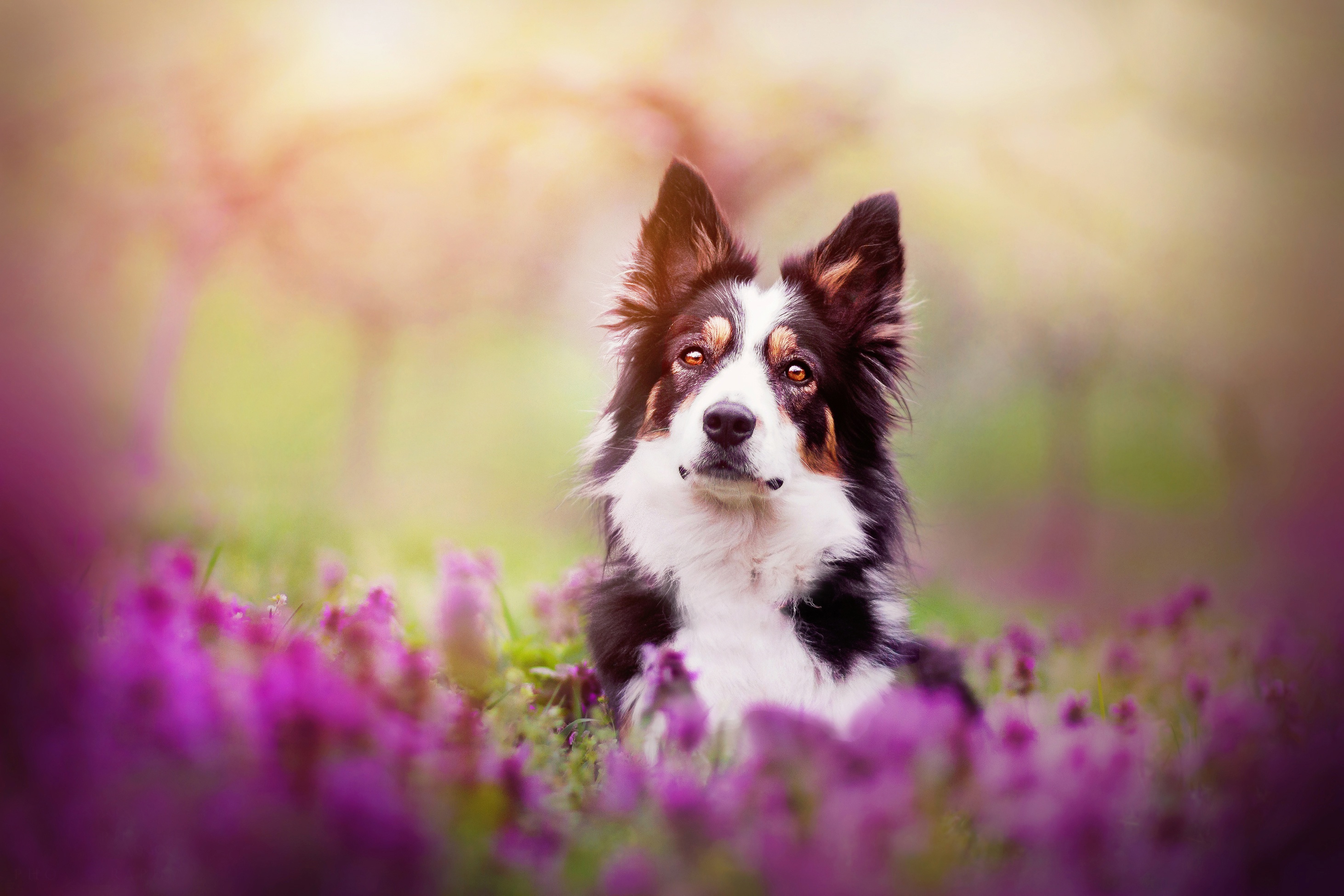 Handy-Wallpaper Tiere, Hunde, Blume, Hund, Border Collie, Lila Blume, Tiefenschärfe kostenlos herunterladen.