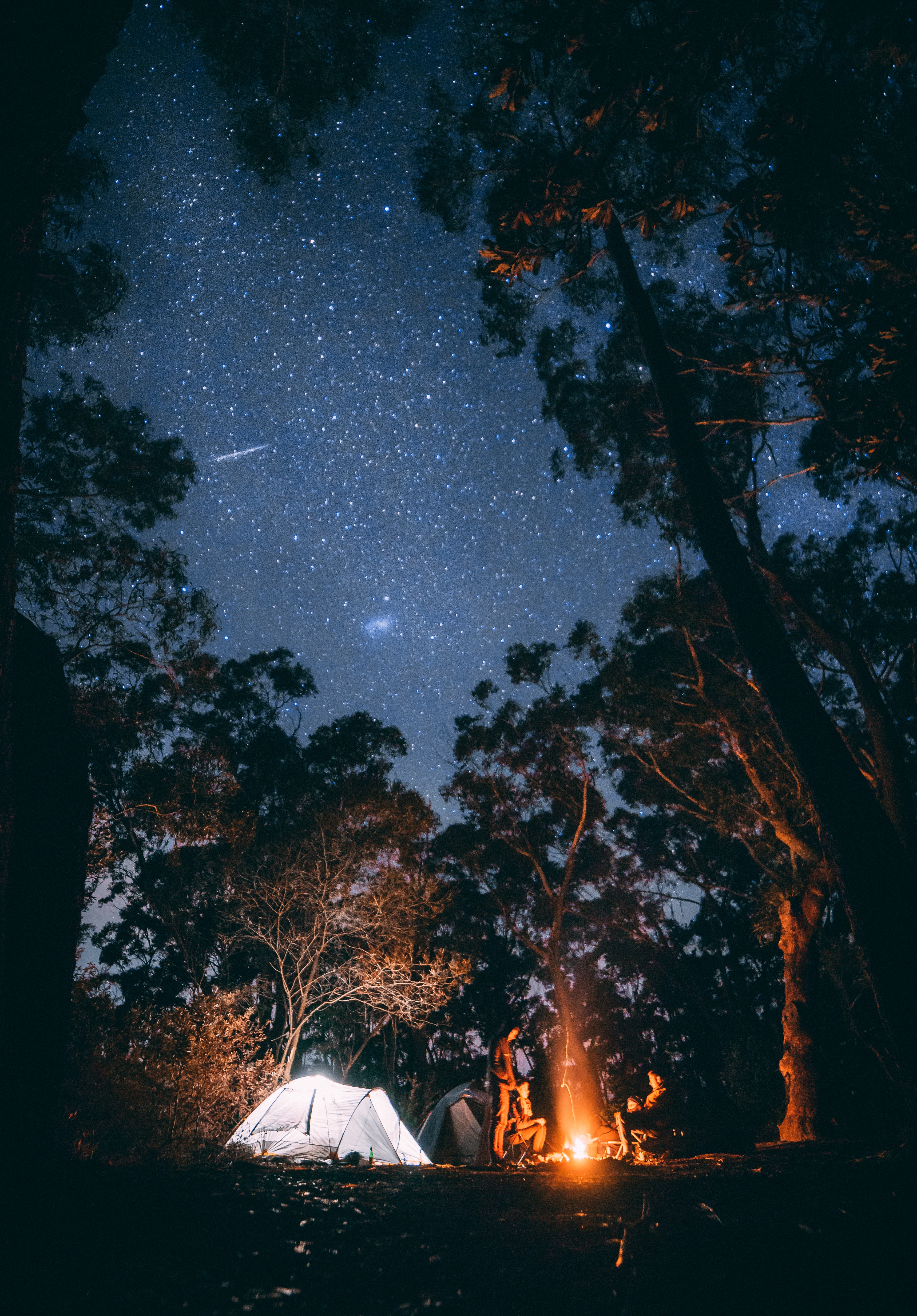 bonfire, nature, trees, forest, starry sky, relaxation, rest, tent, camping, campsite