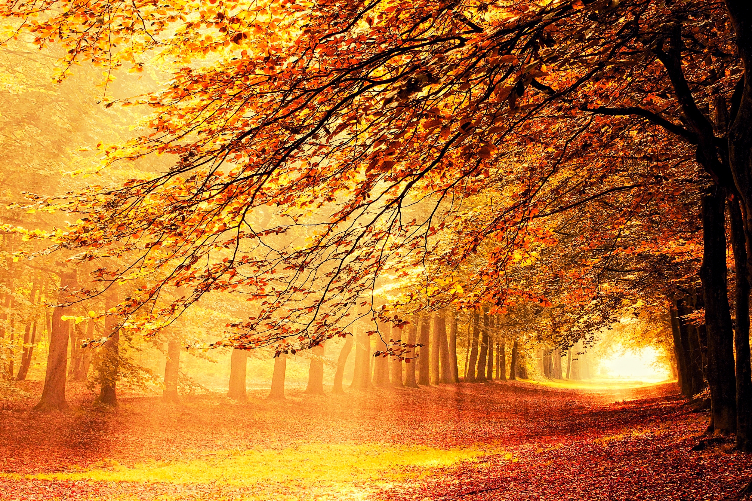 Download mobile wallpaper Forest, Tree, Fall, Earth, Path for free.