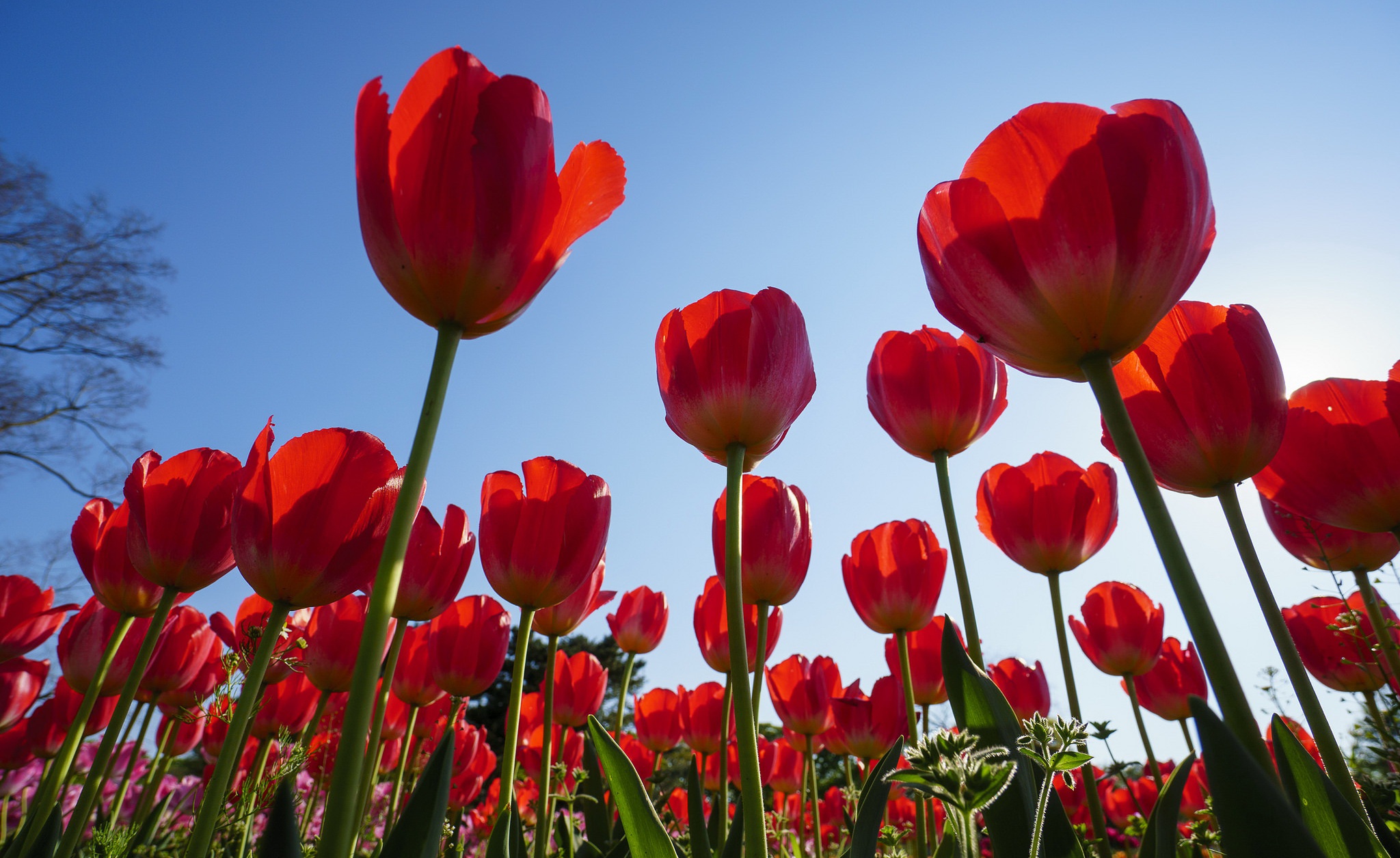 Téléchargez gratuitement l'image Fleurs, Été, Fleur, Tulipe, Fleur Rouge, La Nature, Terre/nature sur le bureau de votre PC