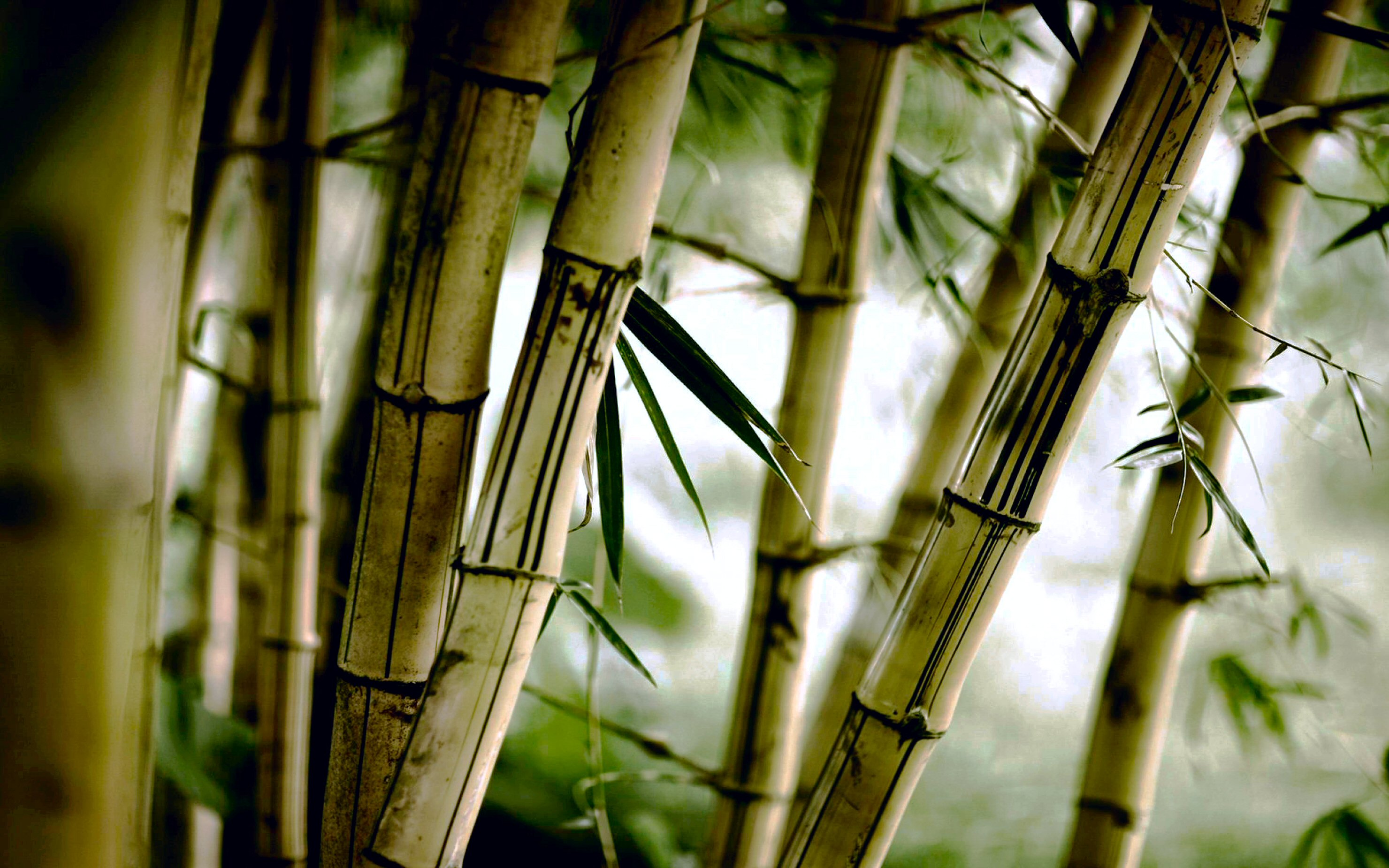 593011 descargar imagen tierra/naturaleza, bambú, naturaleza: fondos de pantalla y protectores de pantalla gratis