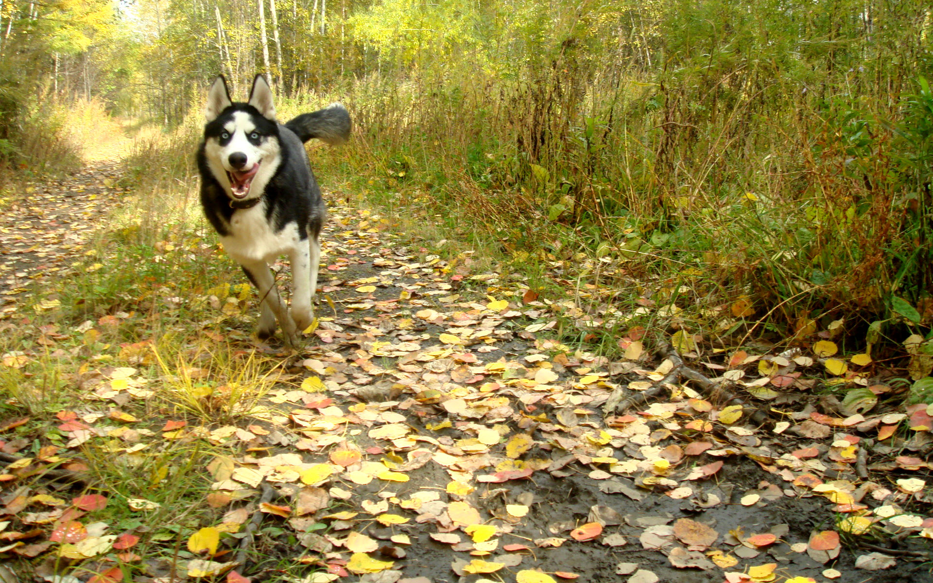 Descarga gratis la imagen Animales, Perros, Perro en el escritorio de tu PC