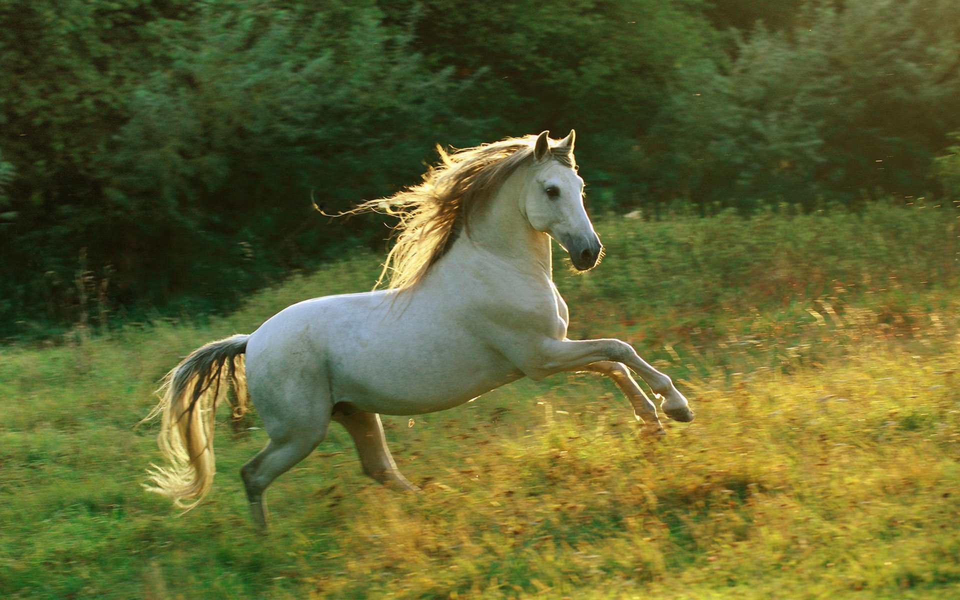 Handy-Wallpaper Tiere, Hauspferd kostenlos herunterladen.