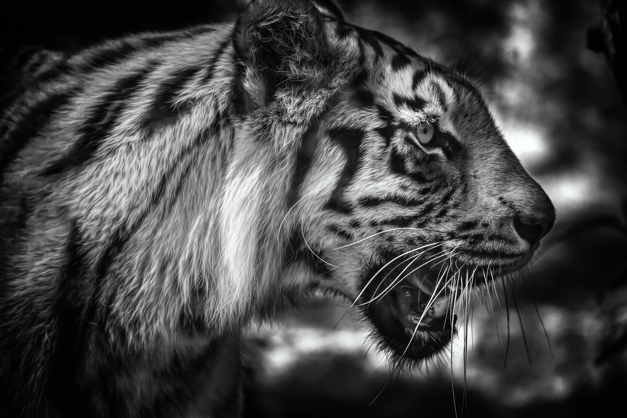 Descarga gratis la imagen Animales, Gatos, Tigre, Blanco Y Negro en el escritorio de tu PC