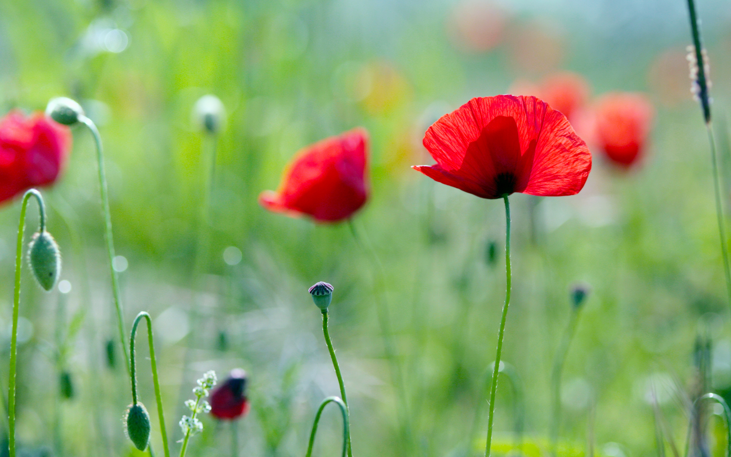 Laden Sie das Blumen, Mohn, Blume, Rote Blume, Erde/natur-Bild kostenlos auf Ihren PC-Desktop herunter