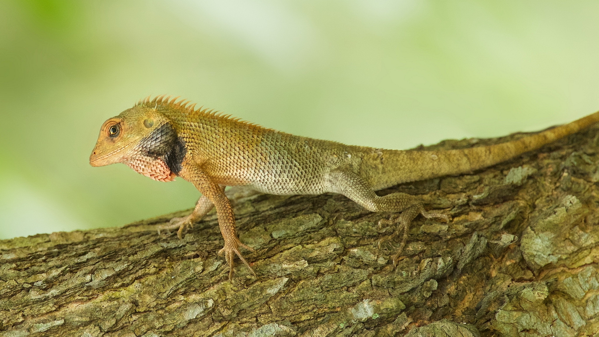 Descarga gratuita de fondo de pantalla para móvil de Lagarto, Reptiles, Animales.