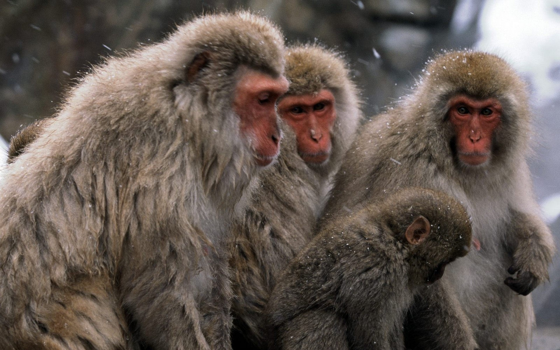 287635 descargar imagen animales, macaca fuscata, monos: fondos de pantalla y protectores de pantalla gratis
