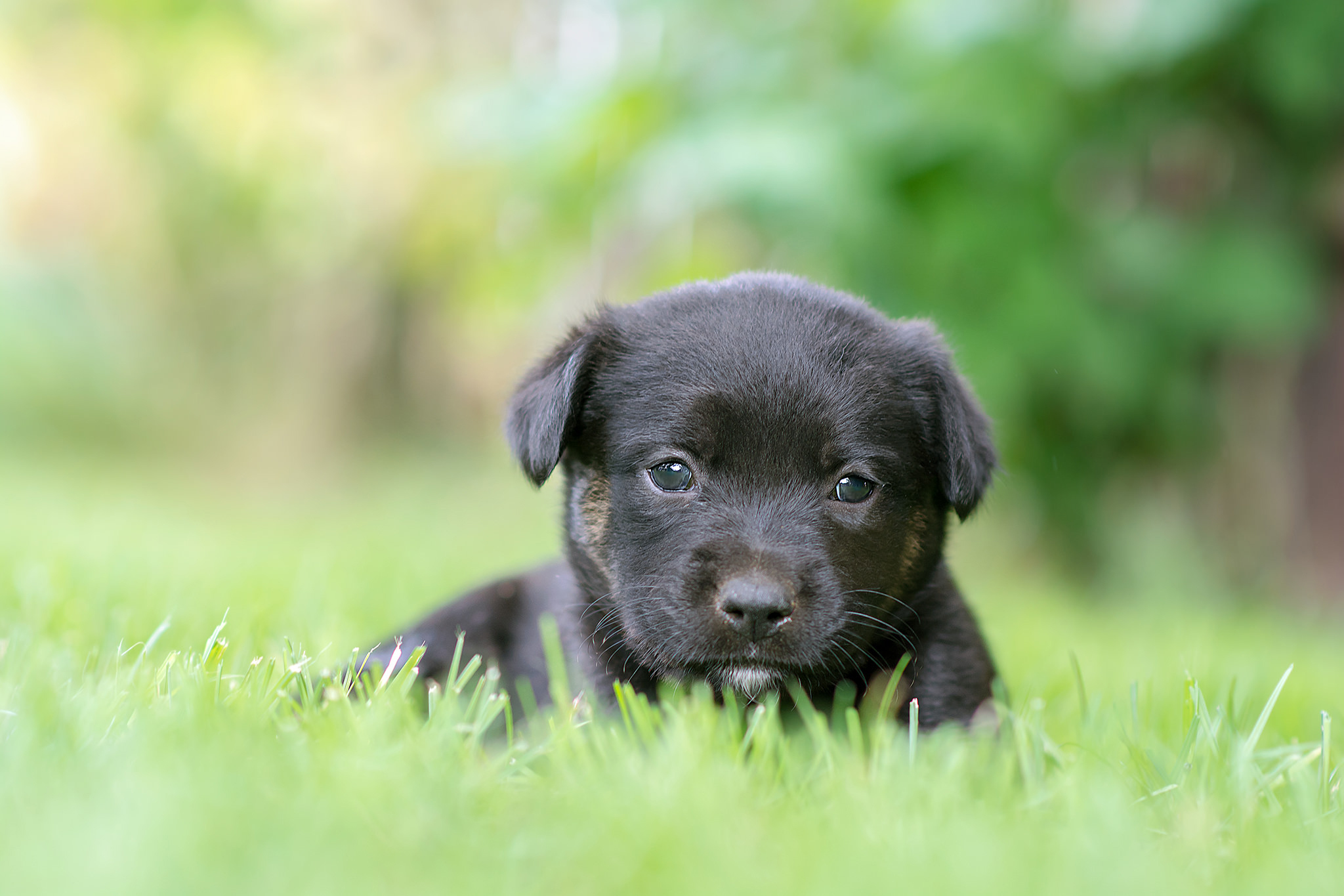 Download mobile wallpaper Dogs, Grass, Dog, Blur, Animal, Puppy, Baby Animal for free.