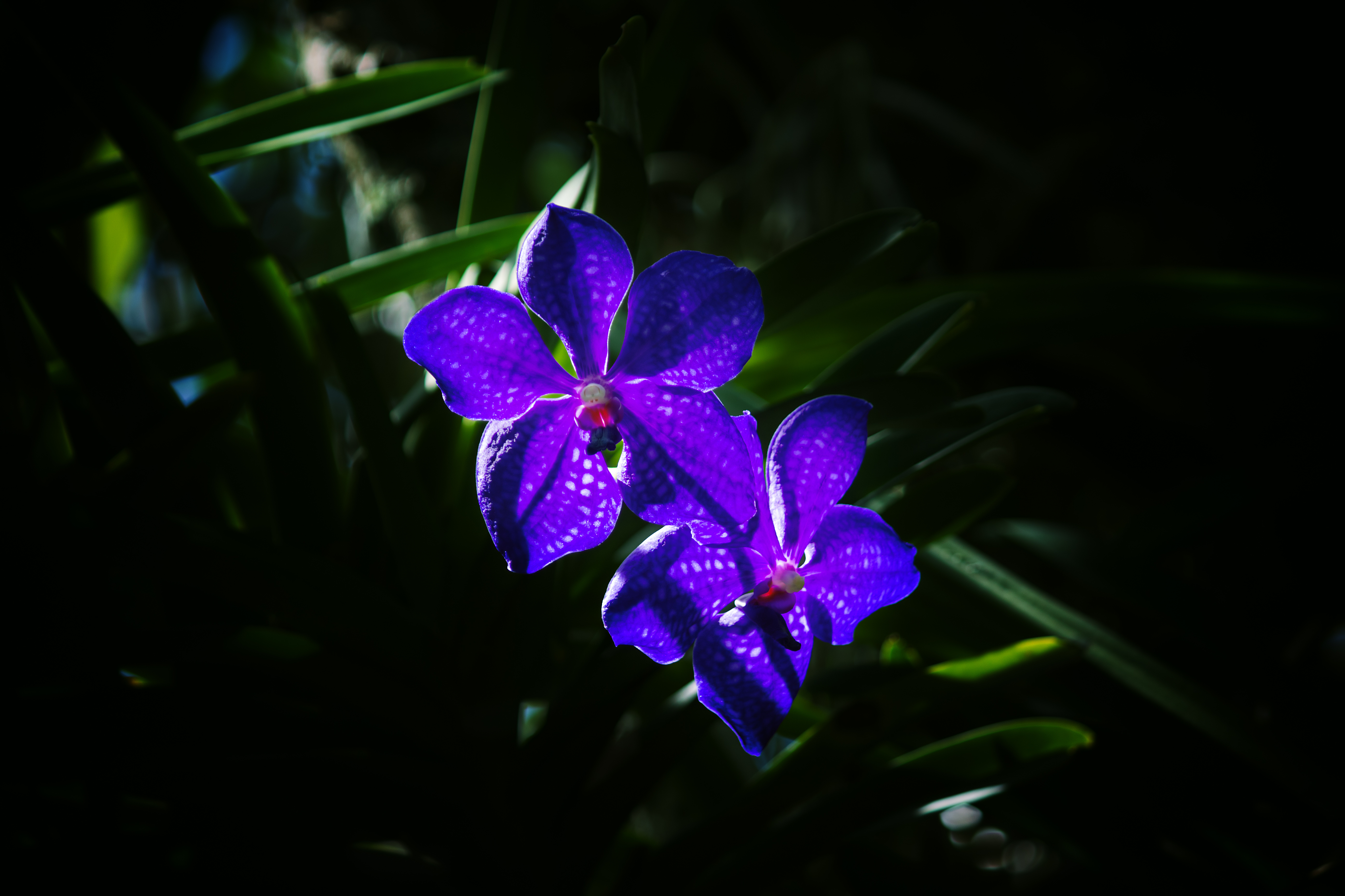 Baixe gratuitamente a imagem Flores, Flor, Terra/natureza na área de trabalho do seu PC