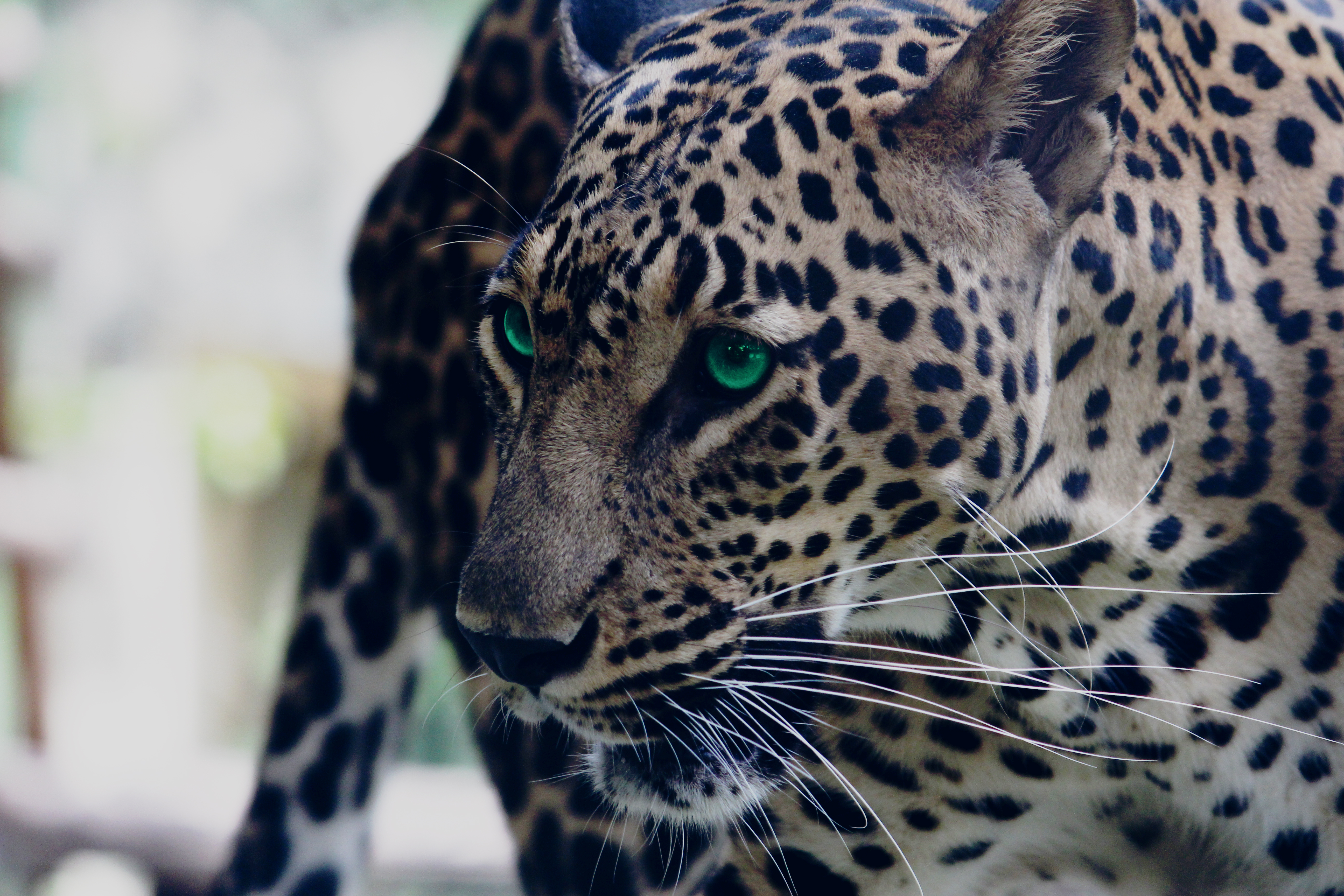 101577 Bild herunterladen tiere, leopard, schnauze, raubtier, predator, sicht, meinung, grünäugig - Hintergrundbilder und Bildschirmschoner kostenlos