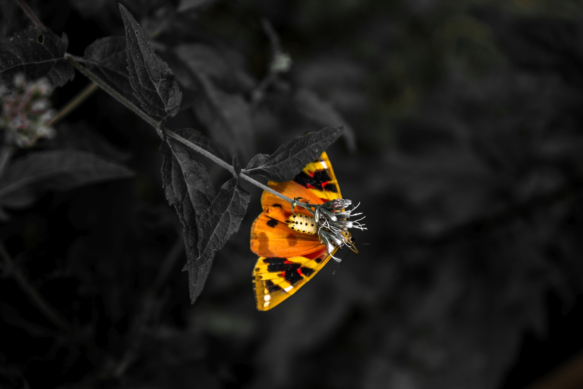 Descarga gratis la imagen Animales, Naturaleza, Hoja, Insecto, Colores, Mariposa en el escritorio de tu PC
