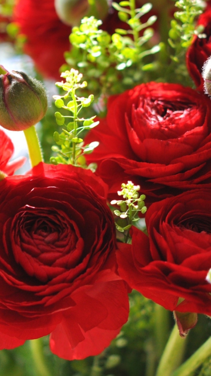 無料モバイル壁紙自然, フラワーズ, 花, 地球, 赤い花, ラナンキュラをダウンロードします。