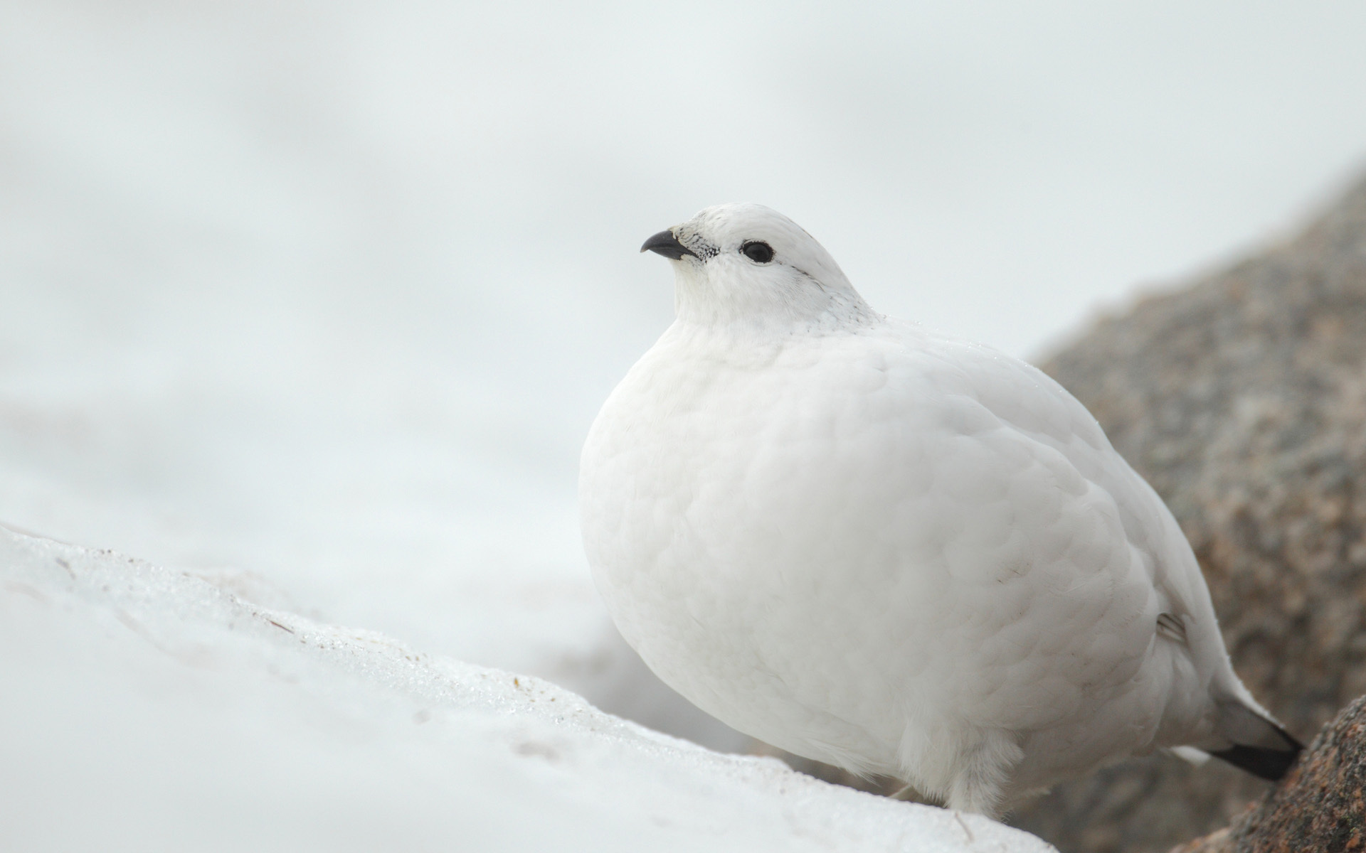 Téléchargez des papiers peints mobile Oiseau, Des Oiseaux, Animaux gratuitement.