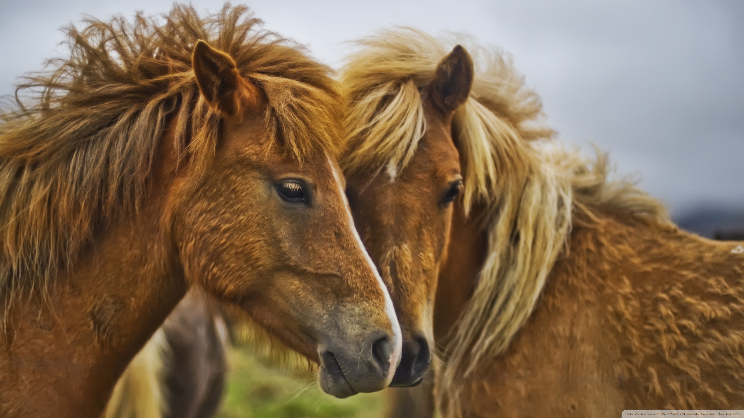 Laden Sie das Tiere, Hauspferd-Bild kostenlos auf Ihren PC-Desktop herunter