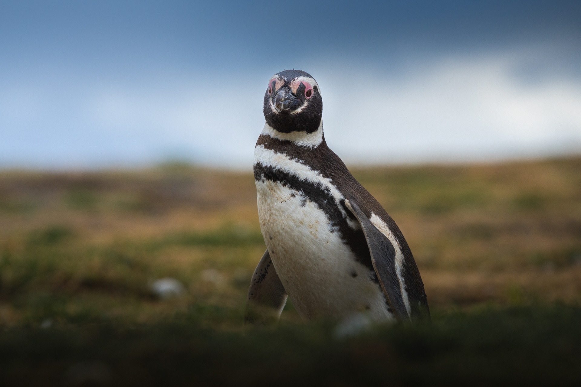 Baixar papel de parede para celular de Animais, Aves, Pinguim gratuito.