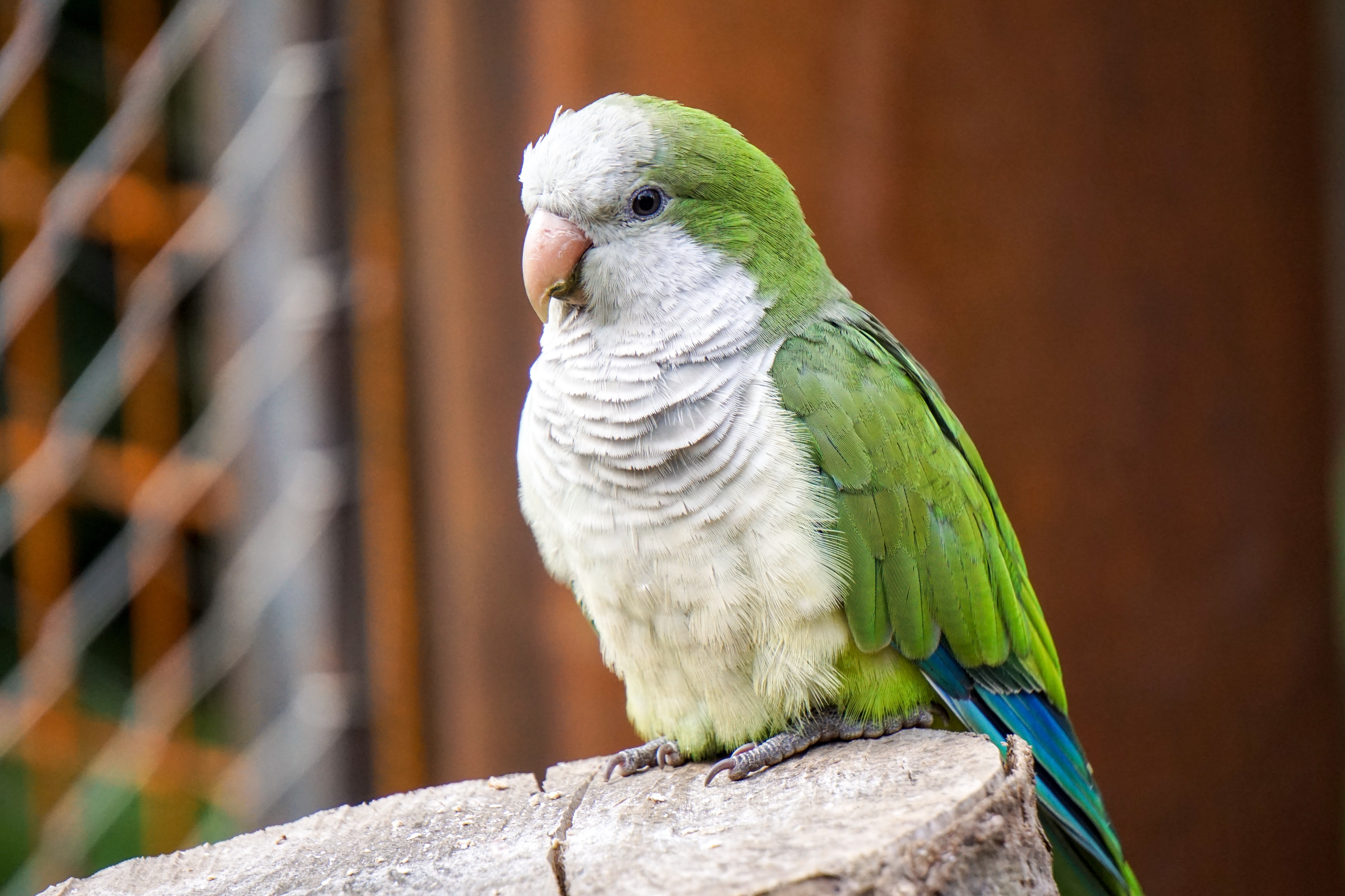 Laden Sie das Kalita, Tiere, Vogel, Papageien, Farbe-Bild kostenlos auf Ihren PC-Desktop herunter