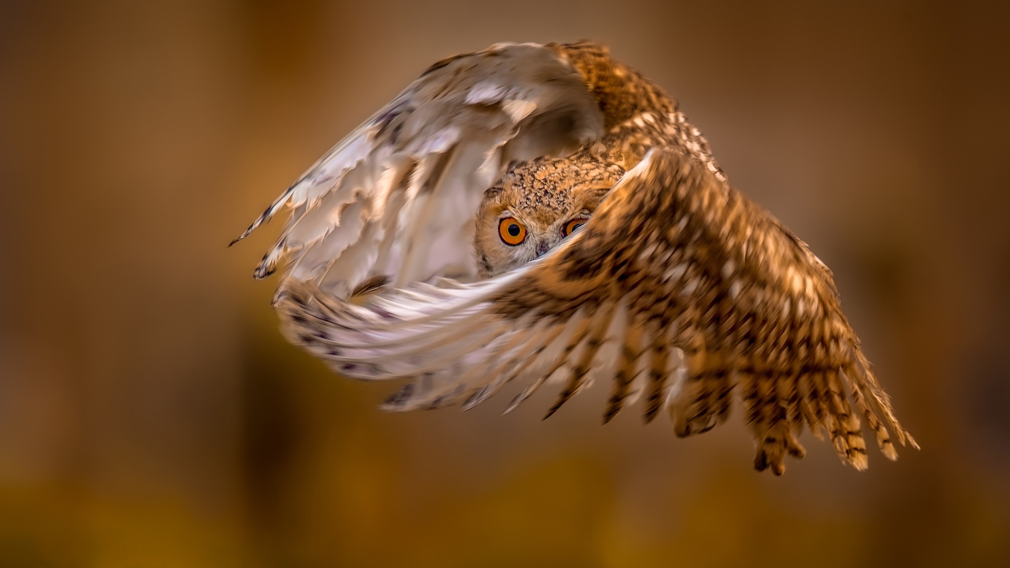 Baixe gratuitamente a imagem Animais, Aves, Coruja, Pássaro na área de trabalho do seu PC