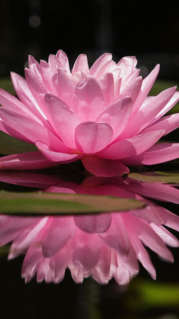 Download mobile wallpaper Flowers, Reflection, Flower, Earth, Water Lily, Pink Flower for free.