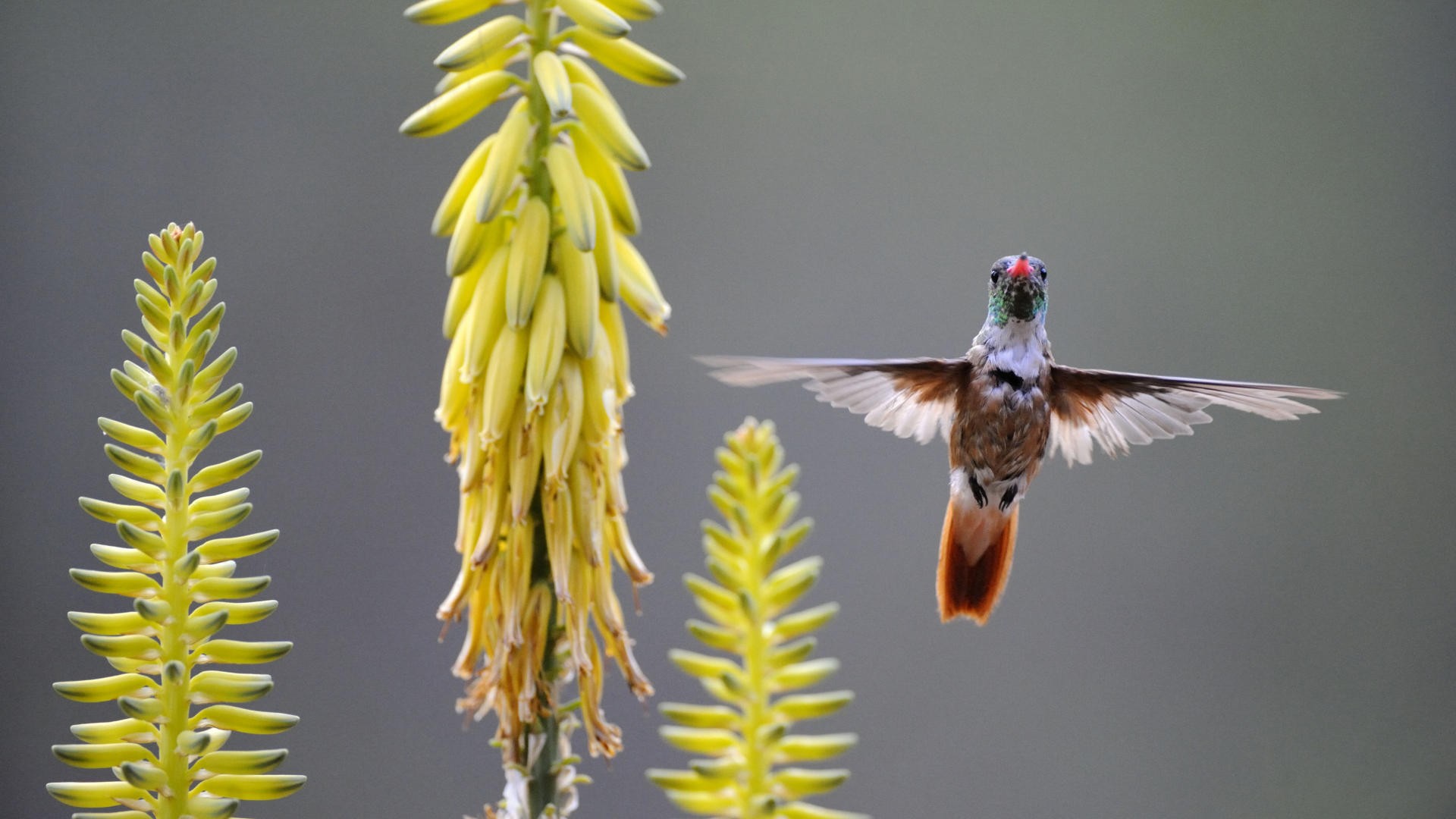 Baixe gratuitamente a imagem Animais, Aves, Beija Flor na área de trabalho do seu PC