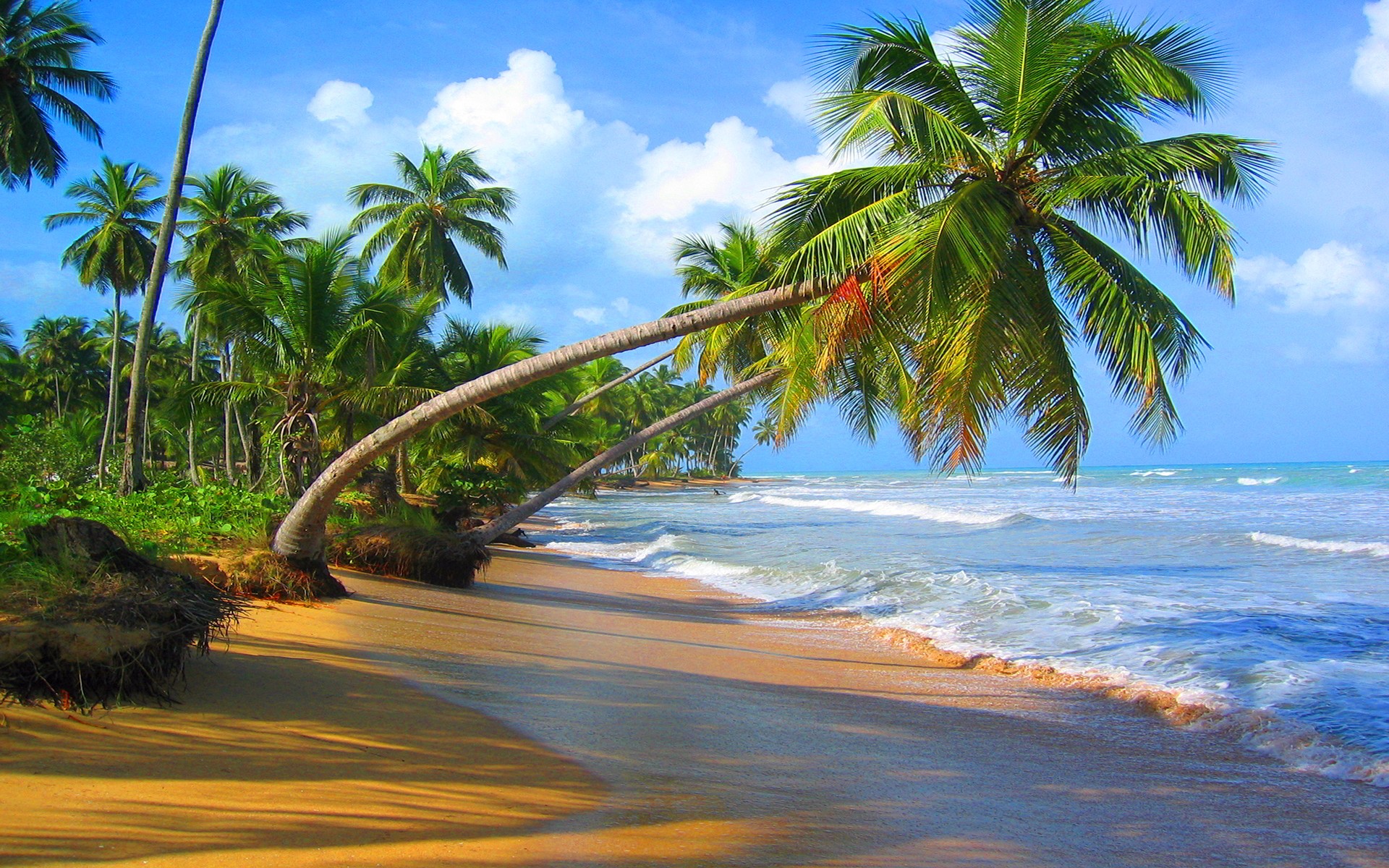 Скачать картинку Пляж, Горизонт, Океан, Пальма, Тропический, Земля/природа в телефон бесплатно.