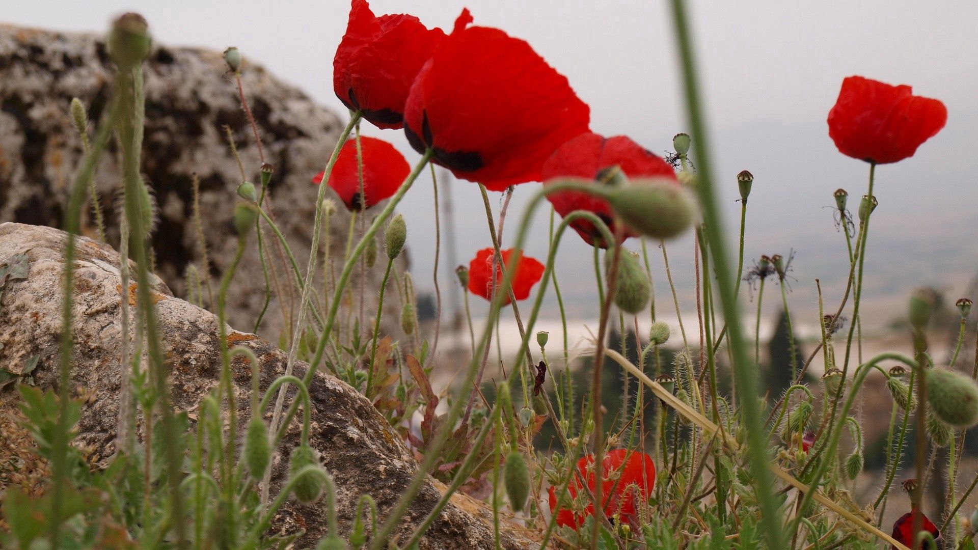 Download mobile wallpaper Stones, Flowers, Close Up, Greens, Poppies for free.