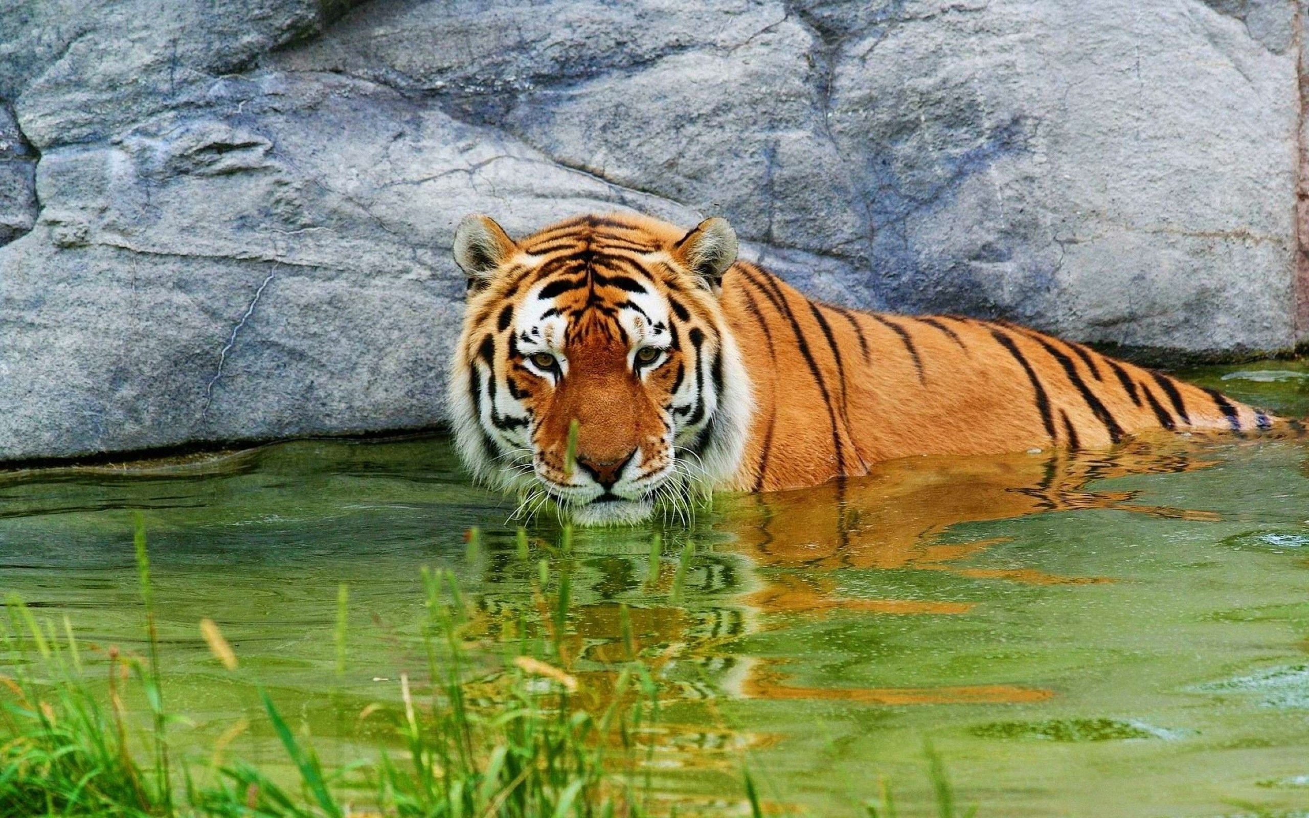 tiger, water, animals, to lie down, stones, lie