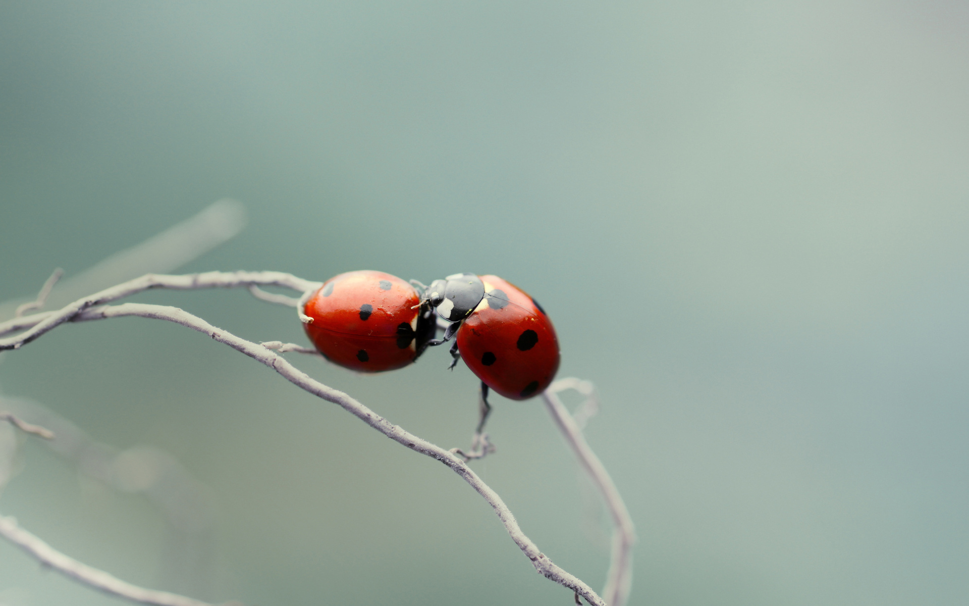 Download mobile wallpaper Animal, Ladybug for free.