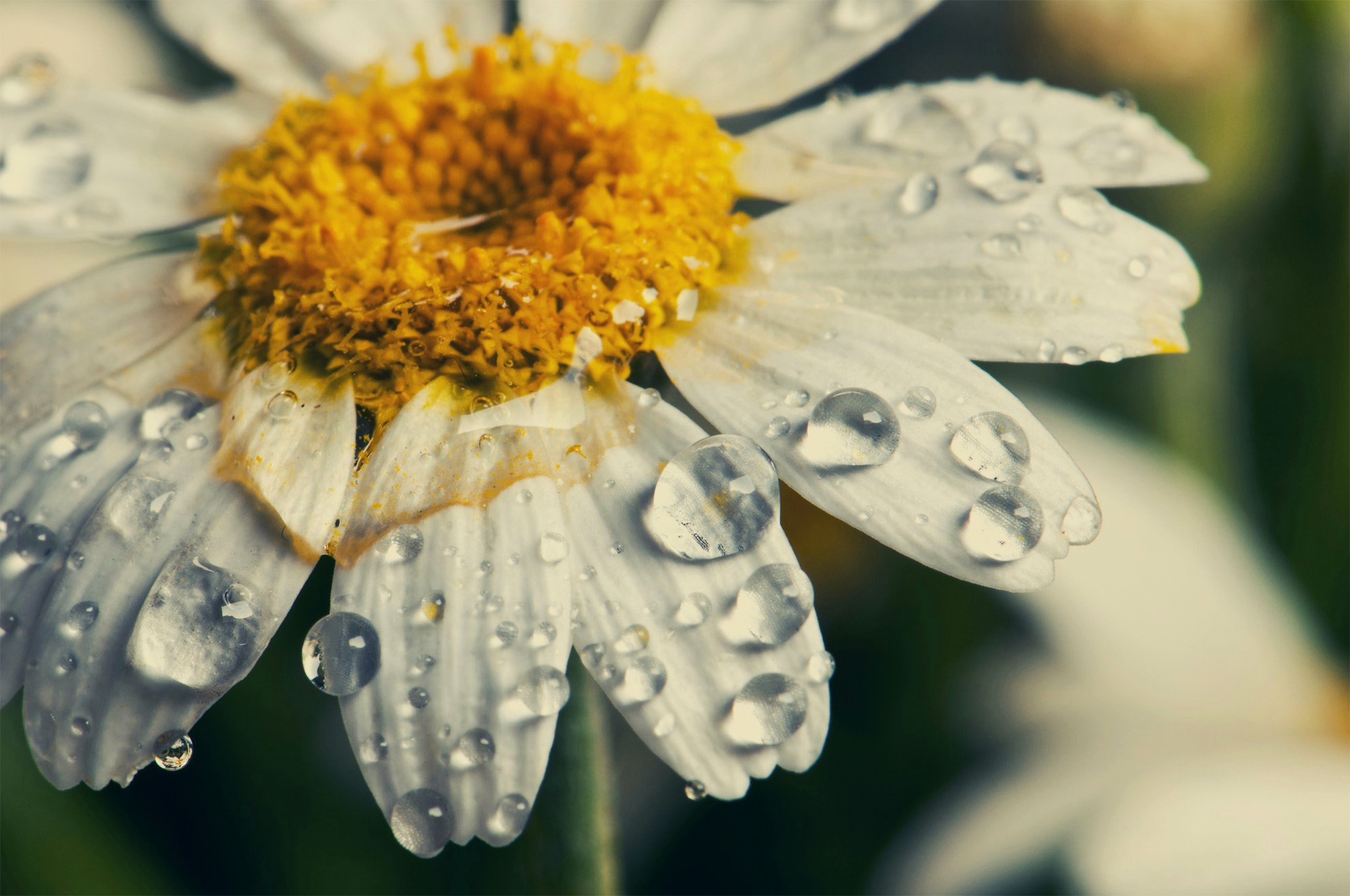 Free download wallpaper Nature, Flowers, Flower, Macro, Earth, Daisy, White Flower, Water Drop on your PC desktop