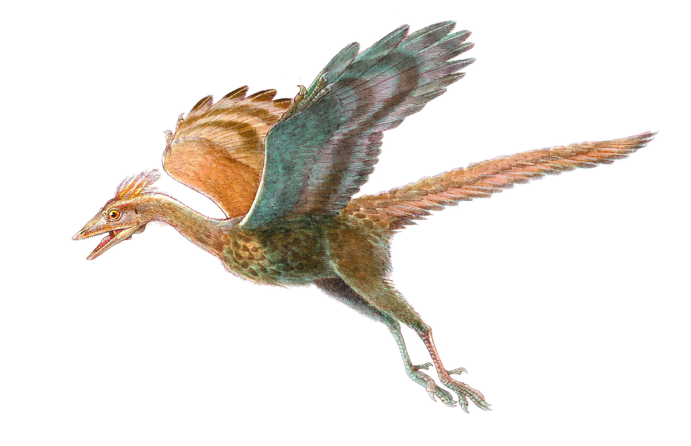 599368 baixar imagens animais, archaeopteryx - papéis de parede e protetores de tela gratuitamente