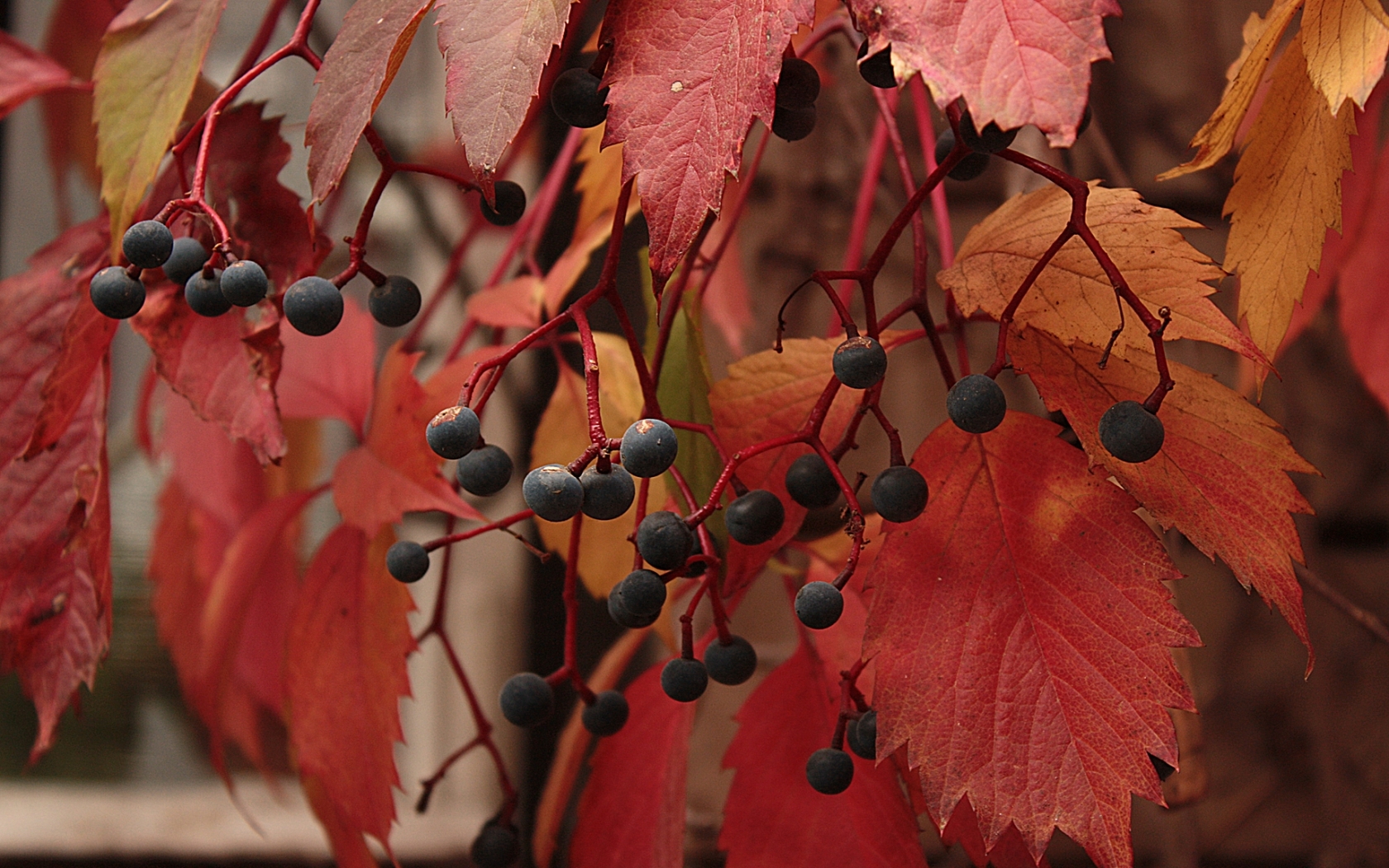 Download mobile wallpaper Leaves, Berries, Plants for free.