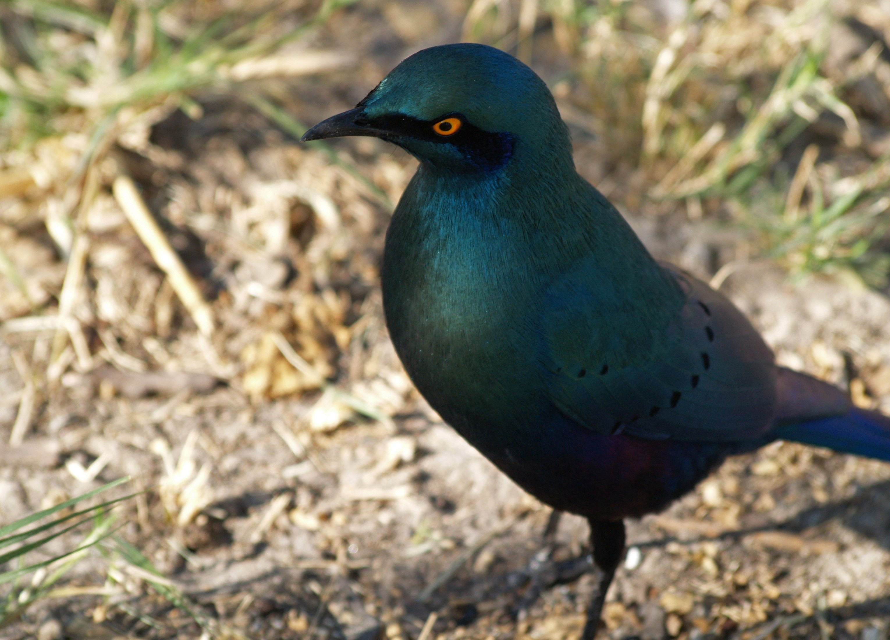 PCデスクトップに動物, 鳥画像を無料でダウンロード