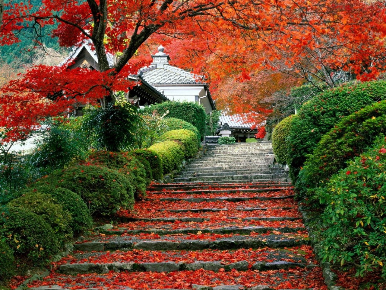 asia, landscape, autumn, leaves 4K Ultra