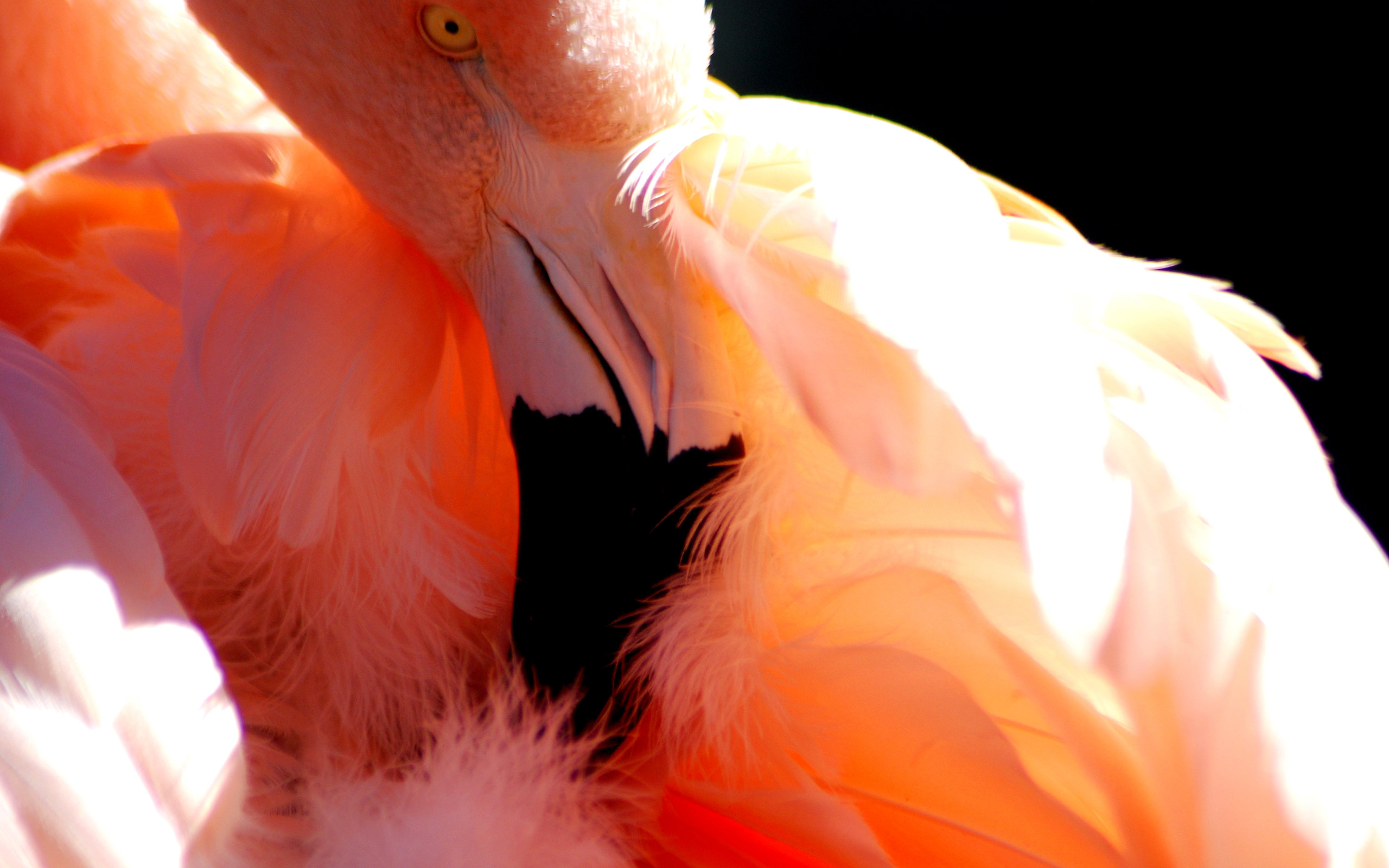 Скачать картинку Фламинго, Птицы, Животные в телефон бесплатно.