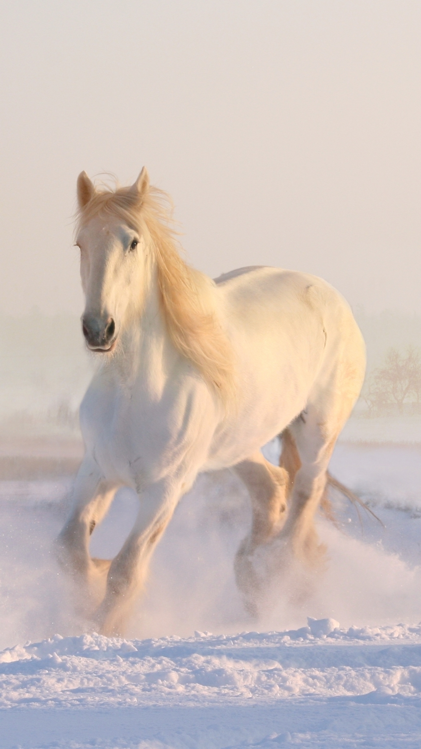 Download mobile wallpaper Winter, Snow, Animal, Horse, Running for free.