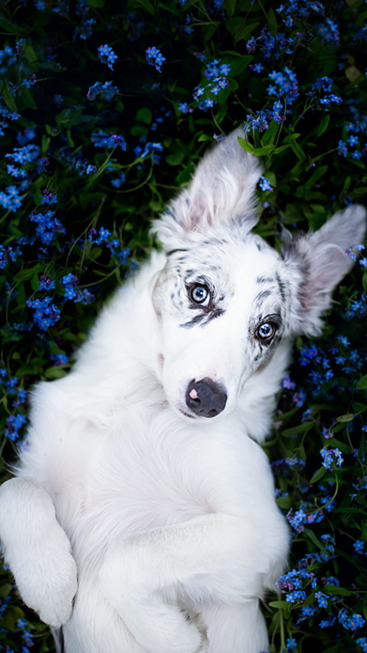 Handy-Wallpaper Tiere, Hunde, Blume, Hund, Border Collie, Starren, Blaue Blume kostenlos herunterladen.