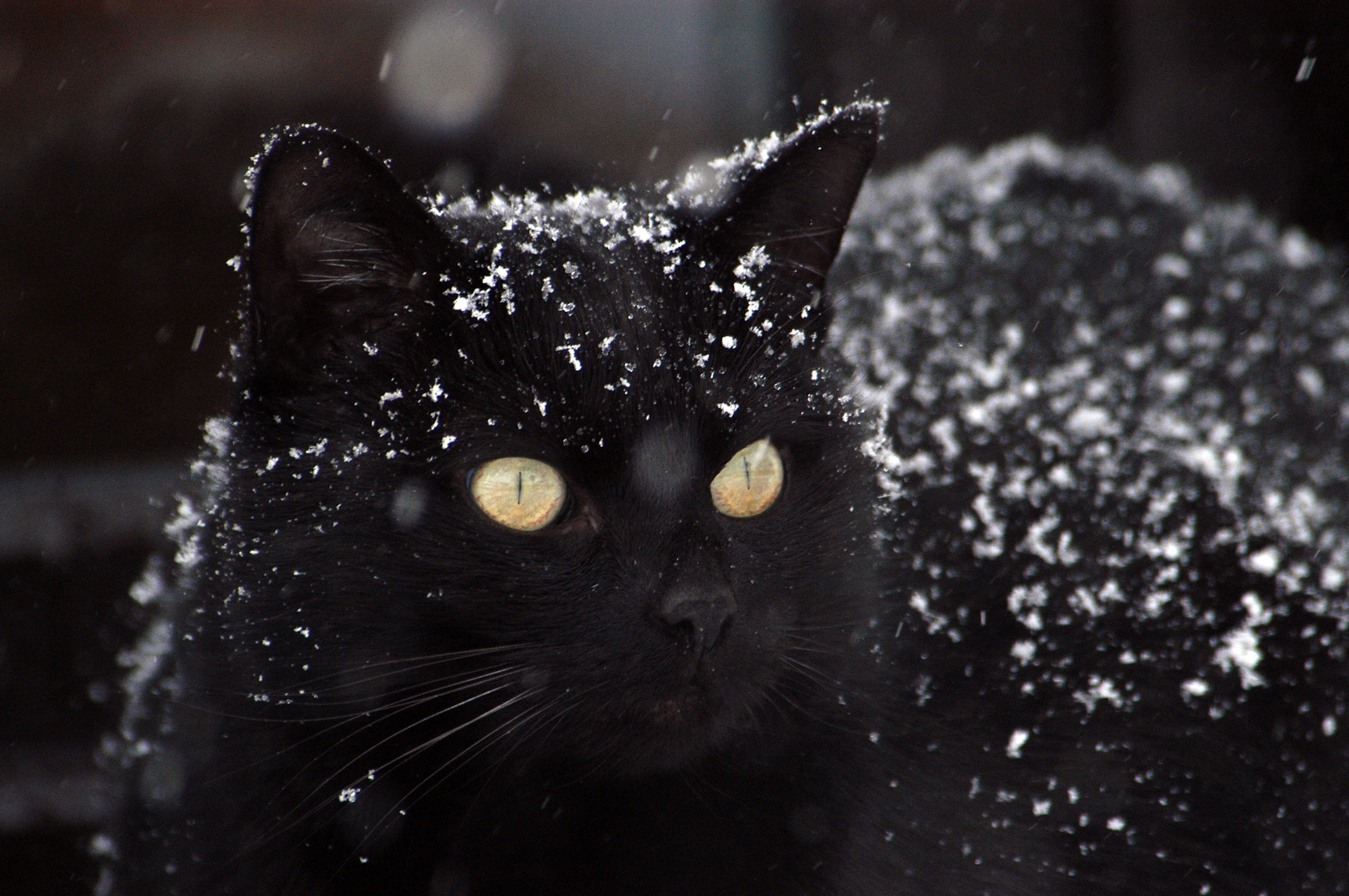 110976 скачать картинку кот, зима, черный, снег, животные - обои и заставки бесплатно