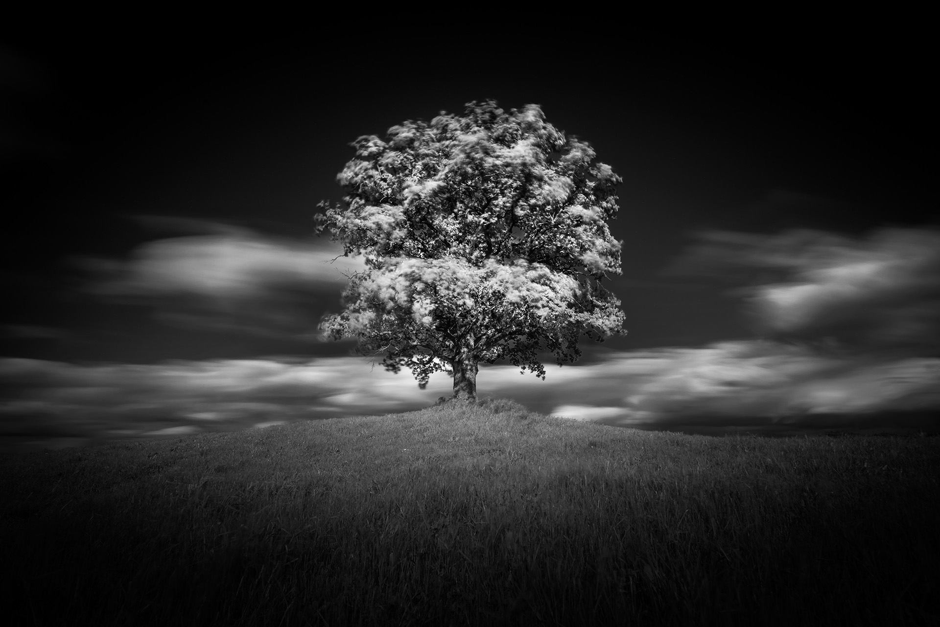 Free download wallpaper Nature, Trees, Tree, Earth, Black & White, Lonely Tree on your PC desktop