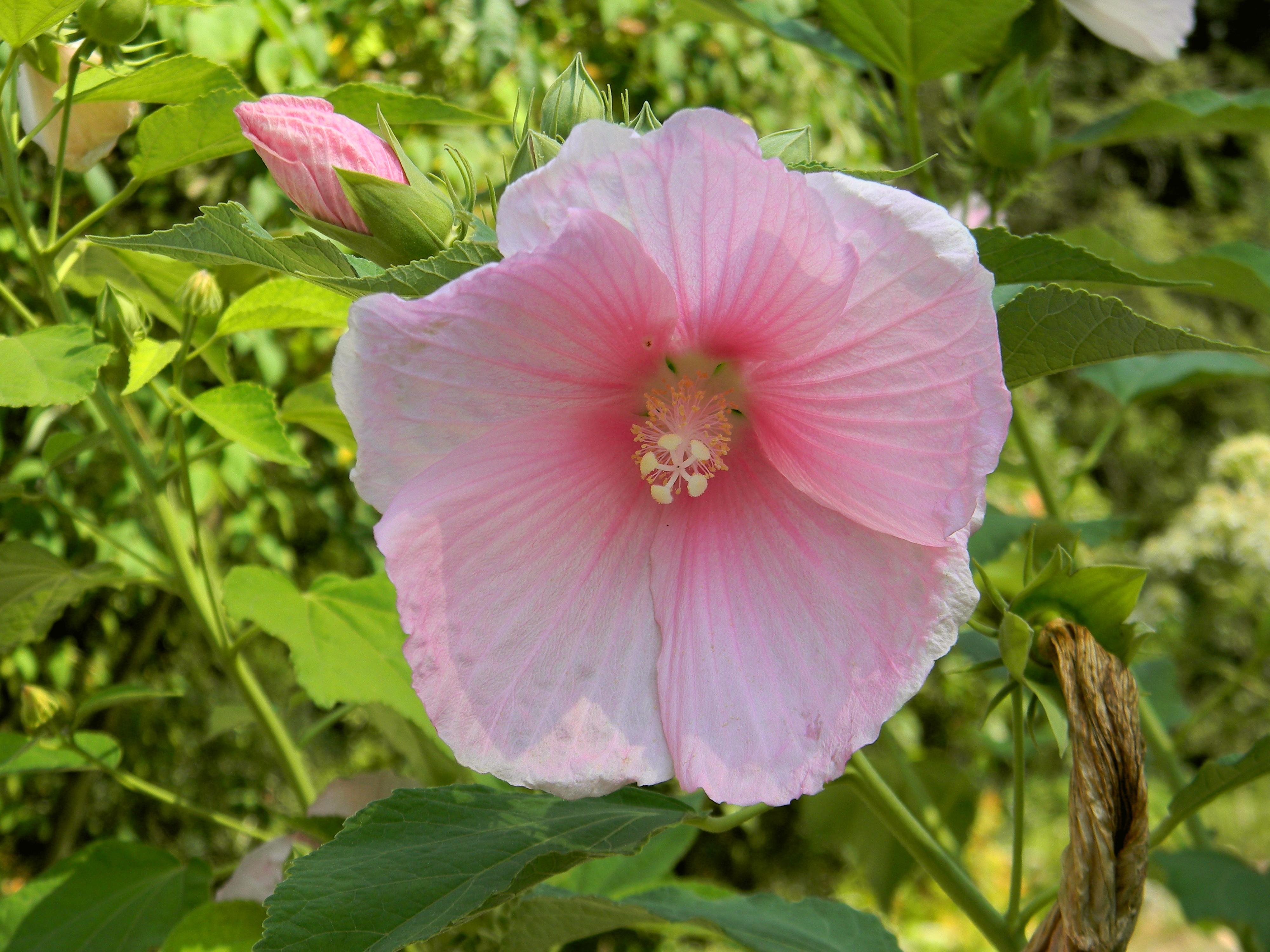 Descarga gratis la imagen Flores, Flor, Tierra/naturaleza en el escritorio de tu PC