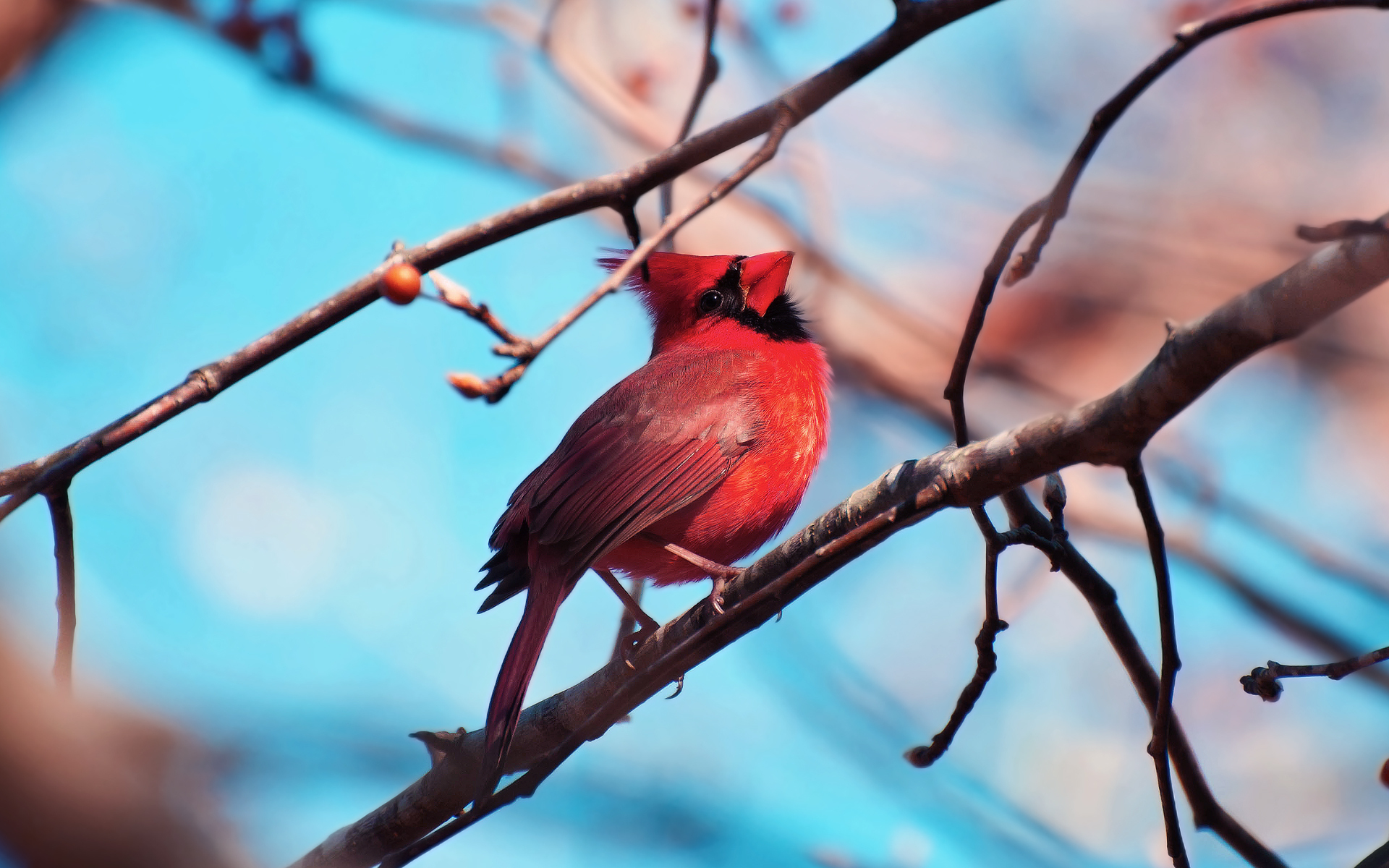 298002 Bild herunterladen tiere, kardinal, vögel - Hintergrundbilder und Bildschirmschoner kostenlos