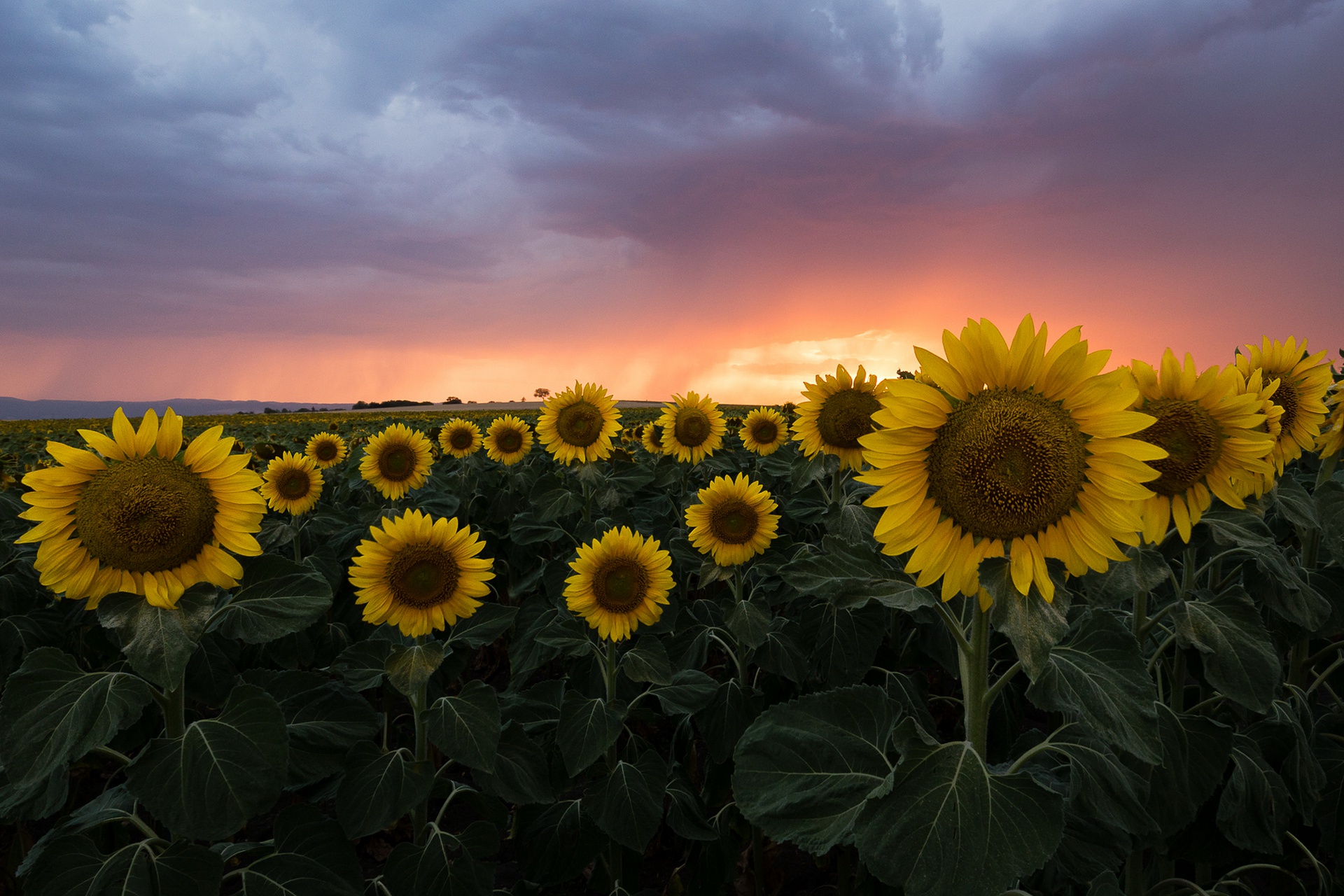 Free download wallpaper Nature, Flowers, Summer, Flower, Earth, Field, Cloud, Sunflower, Yellow Flower on your PC desktop