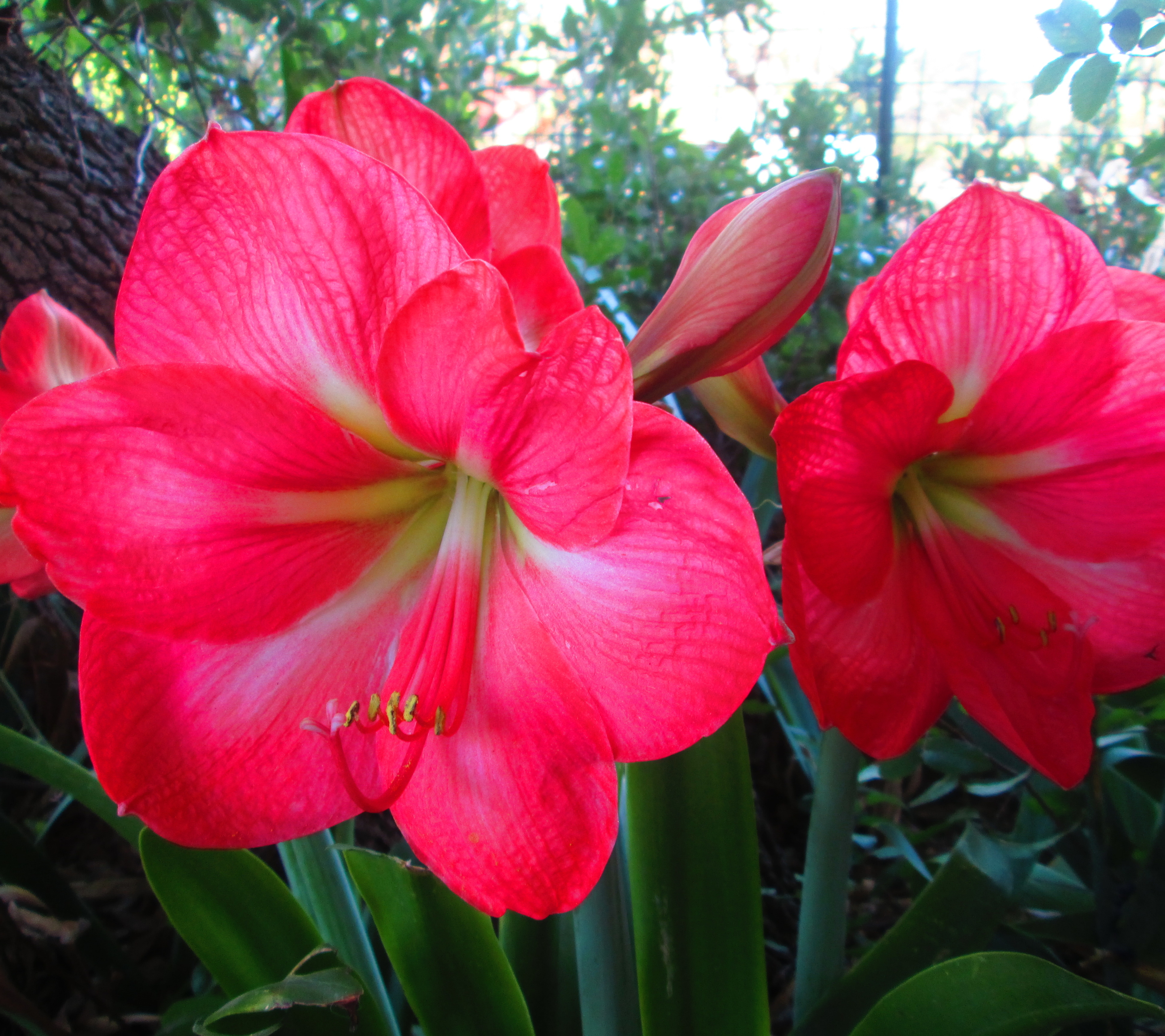 Descarga gratuita de fondo de pantalla para móvil de Flores, Flor, Tierra/naturaleza.