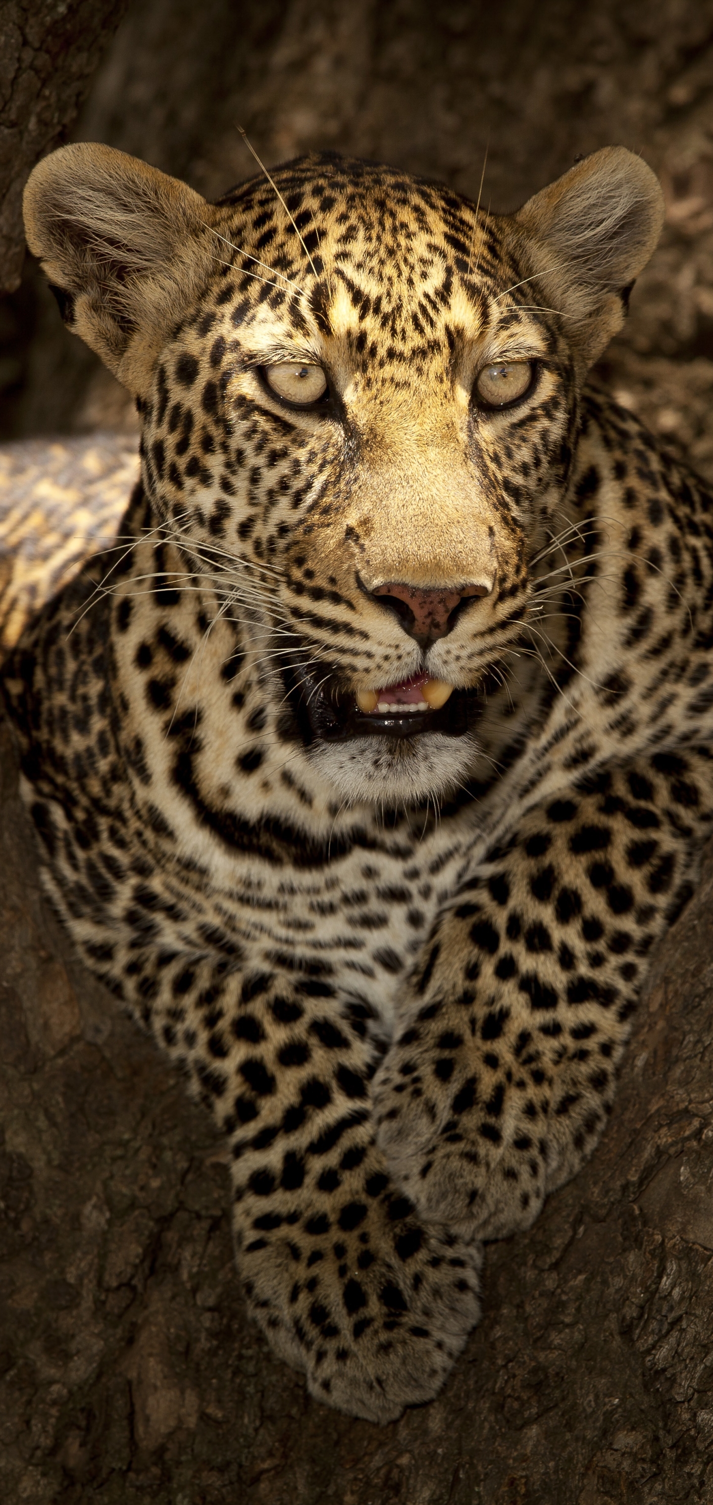 Baixar papel de parede para celular de Animais, Gatos, Leopardo gratuito.