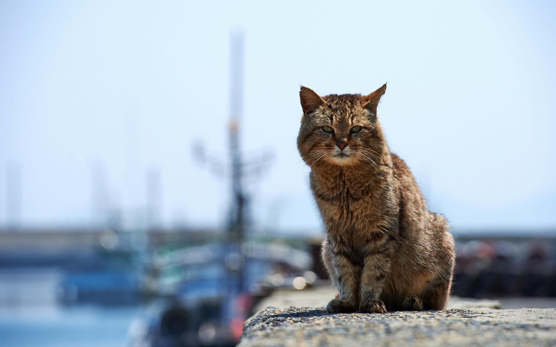 Baixar papel de parede para celular de Animais, Gatos, Gato gratuito.