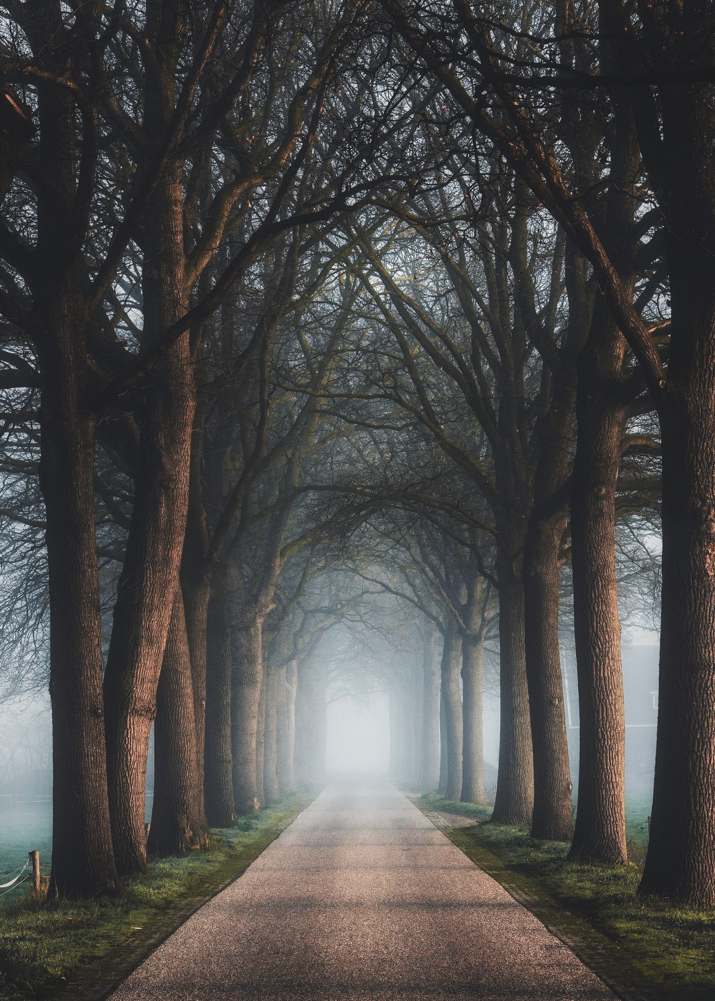 road, nature, fog, trees, alley HD wallpaper