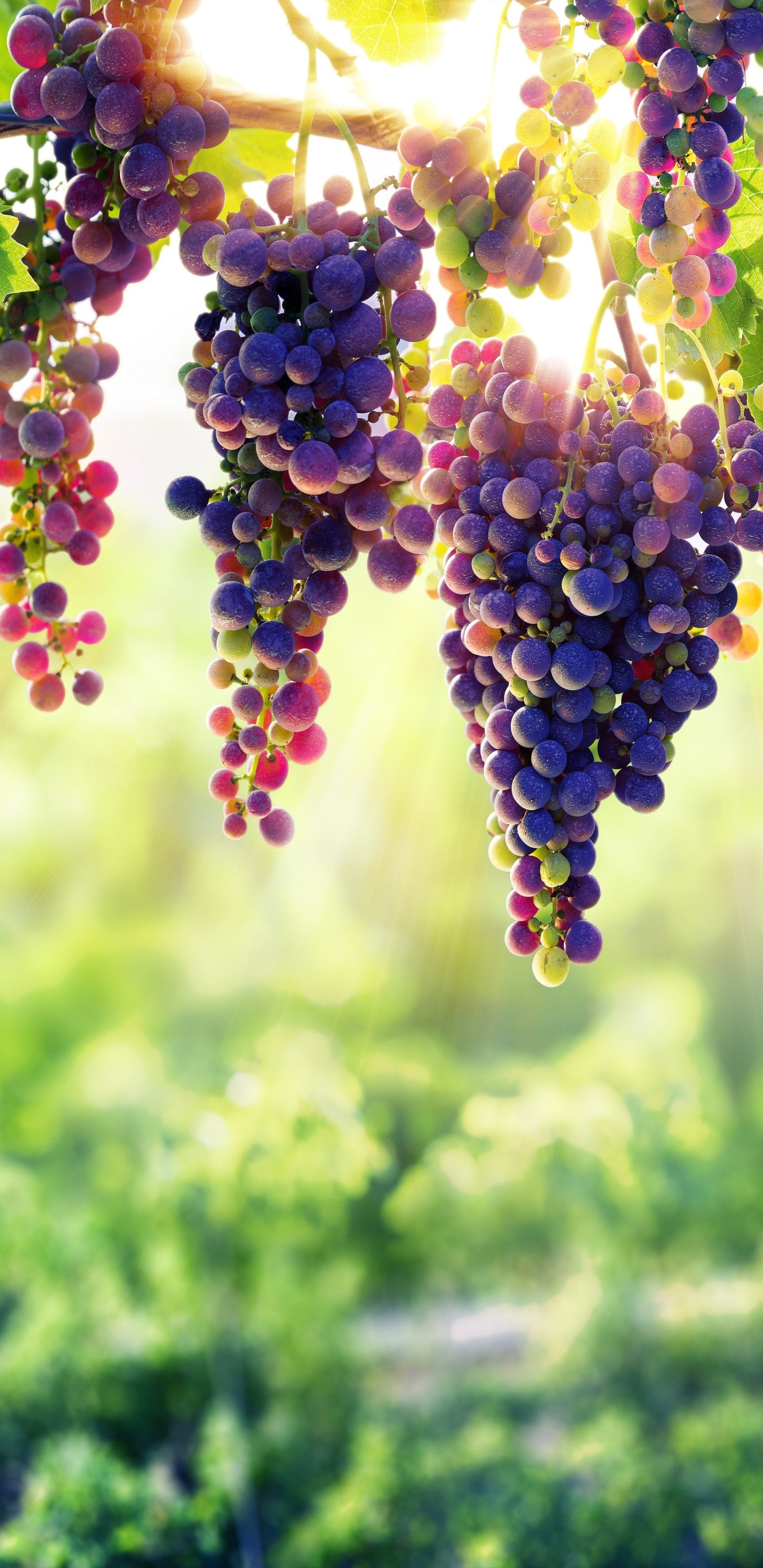 Download mobile wallpaper Fruits, Food, Grapes, Fruit, Sunny, Depth Of Field for free.