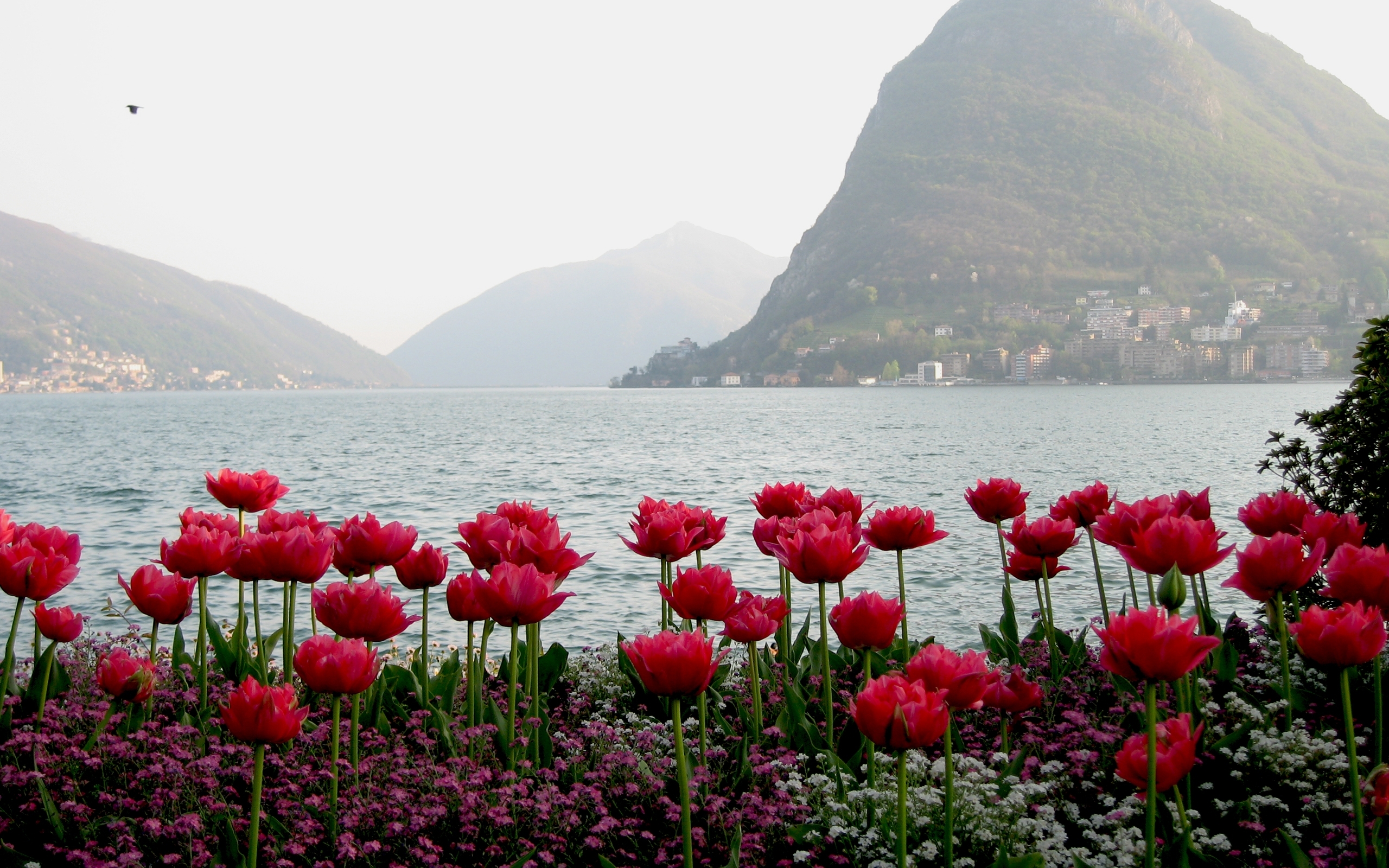 Handy-Wallpaper Blumen, Blume, Erde/natur kostenlos herunterladen.