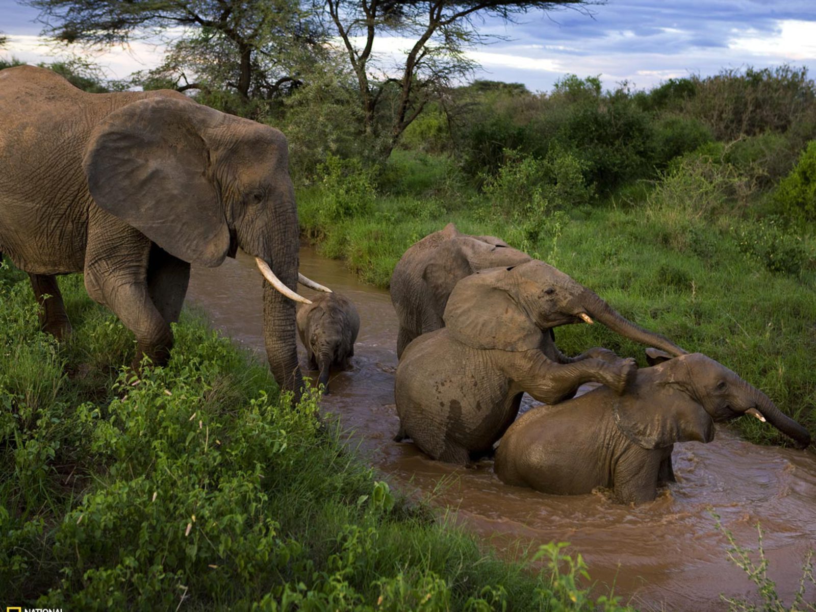 Скачати мобільні шпалери Африканський Чагарниковий Слон, Слони, Річка, Тварина безкоштовно.