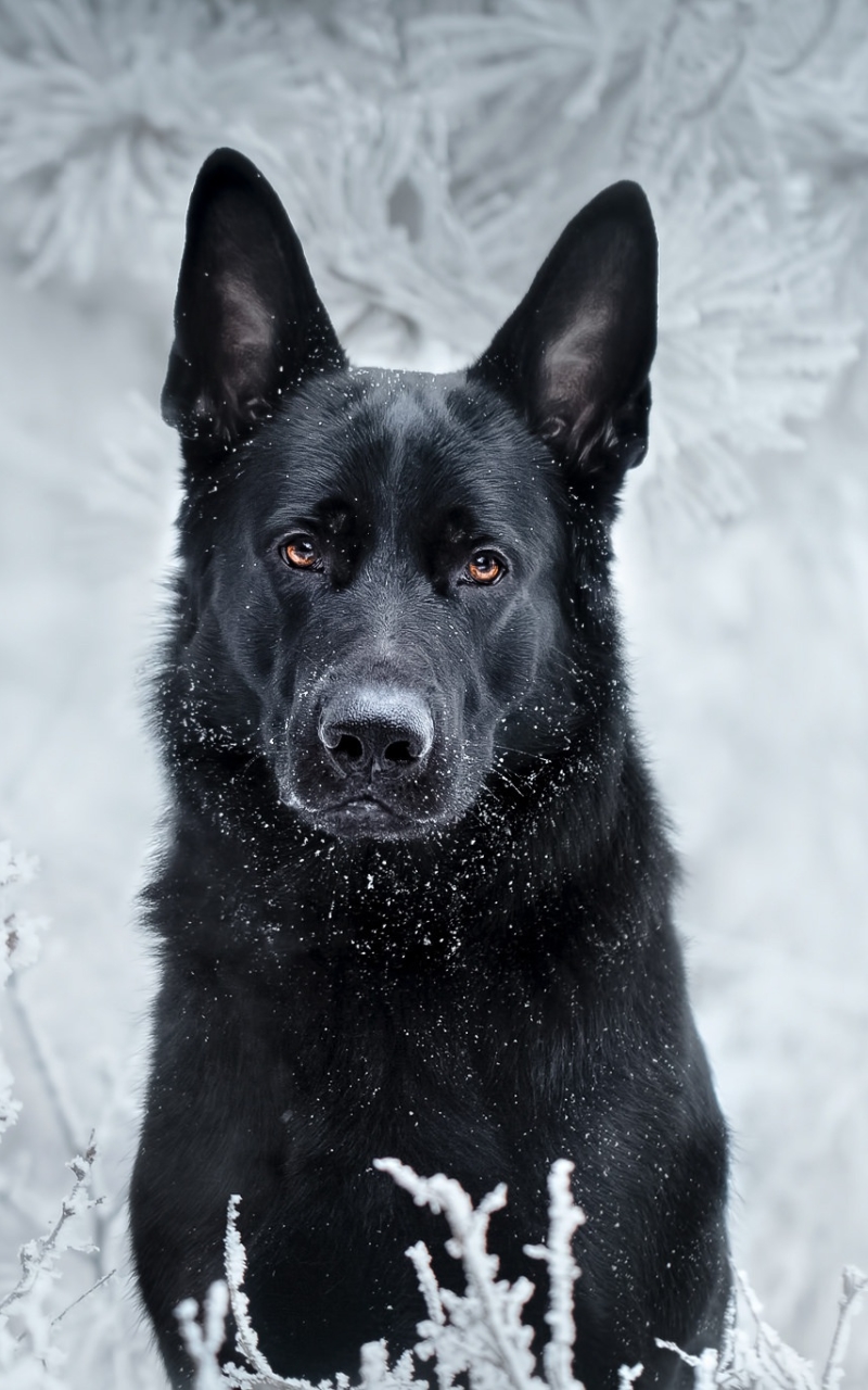 Download mobile wallpaper Winter, Dogs, Dog, Muzzle, Animal, German Shepherd, Stare for free.