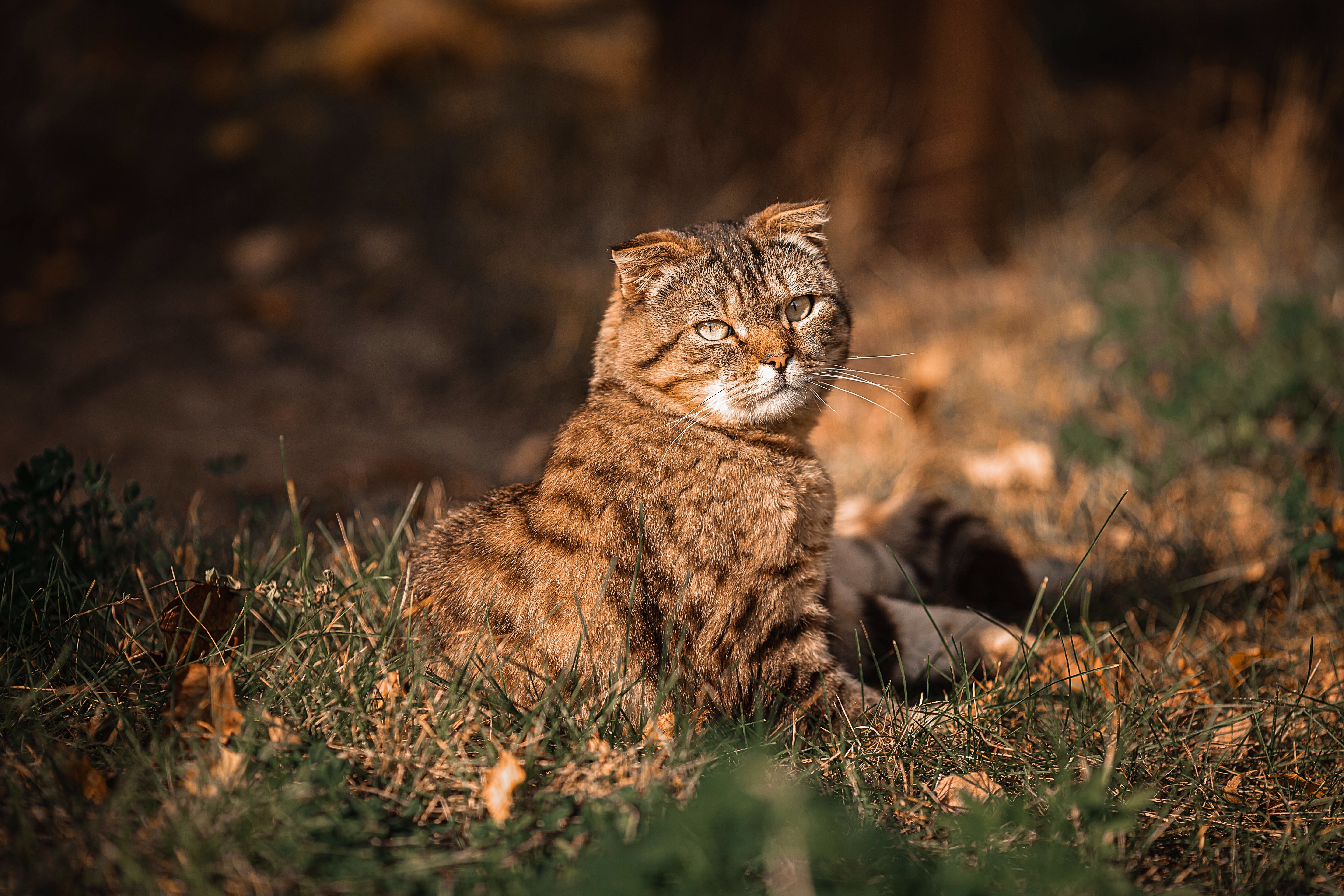 Descarga gratuita de fondo de pantalla para móvil de Animales, Gatos, Gato.